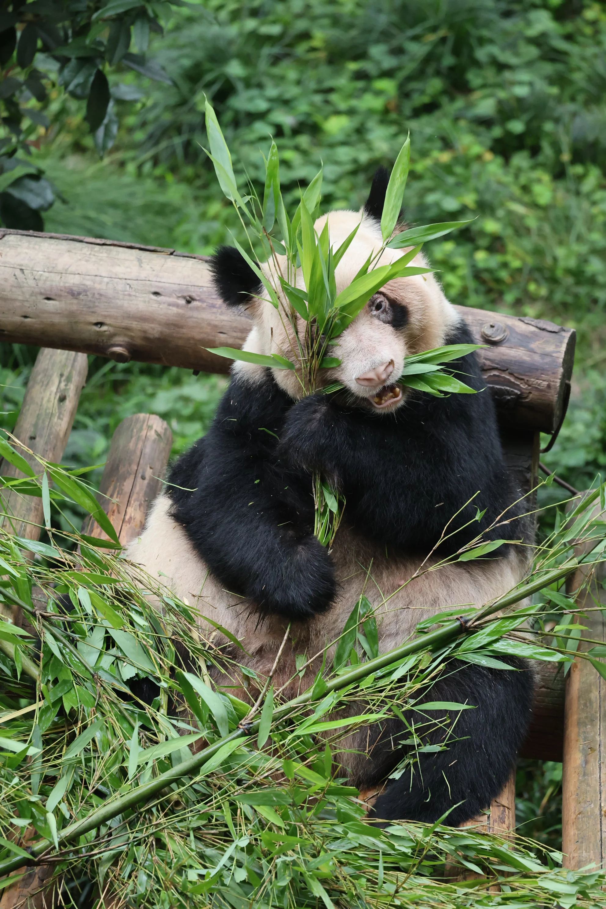 Chongqing Zoo
