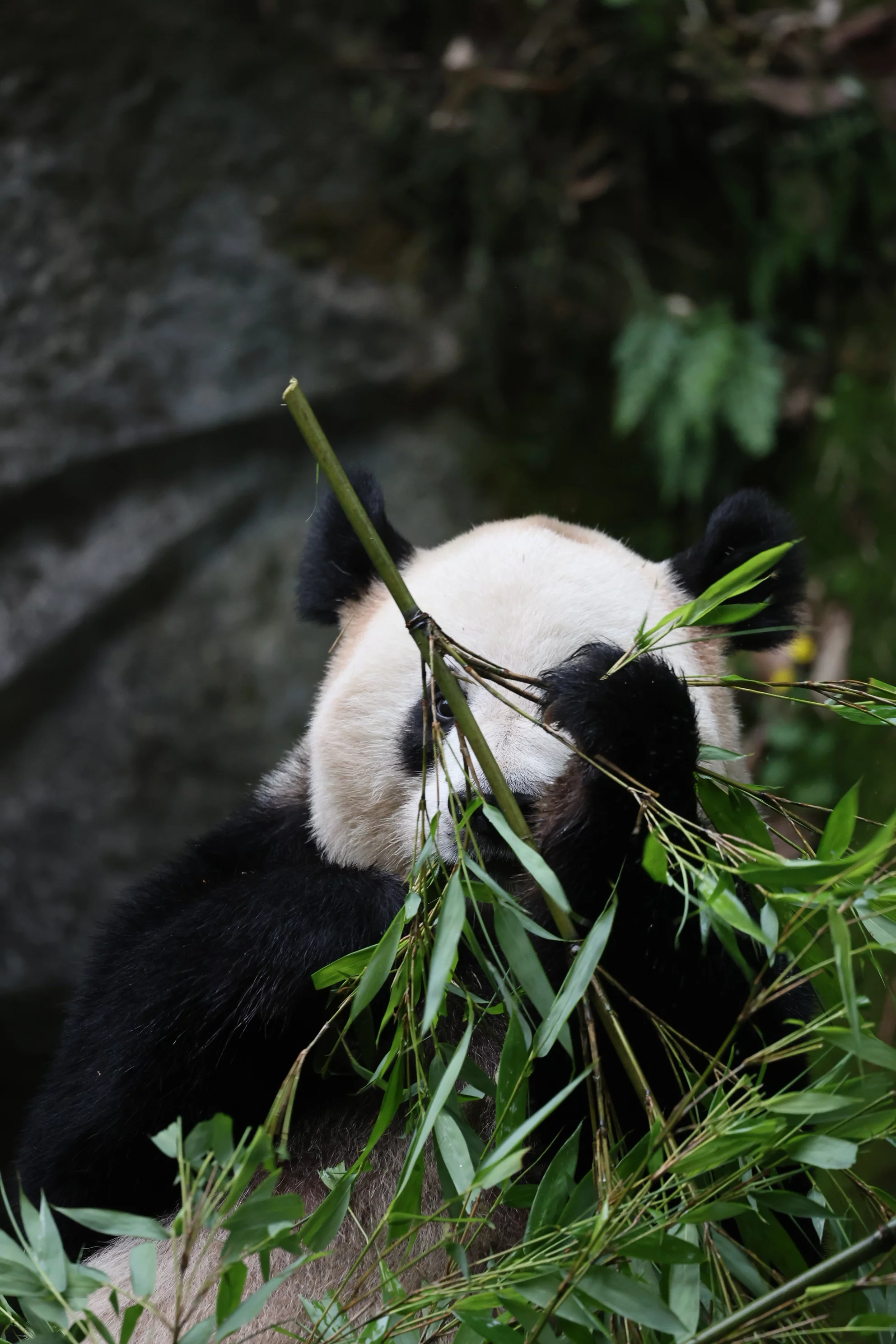 Chongqing Zoo