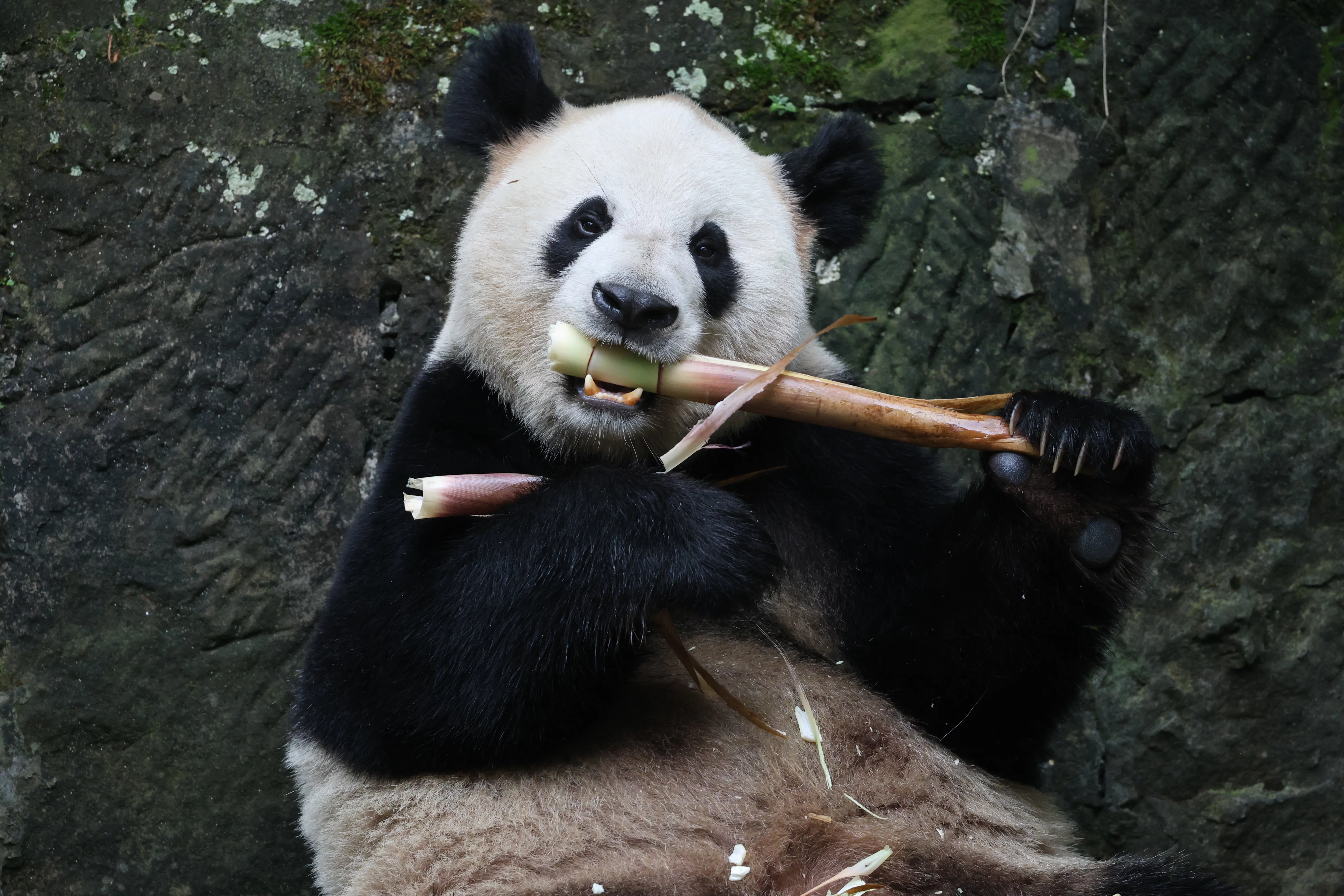 Chongqing Zoo