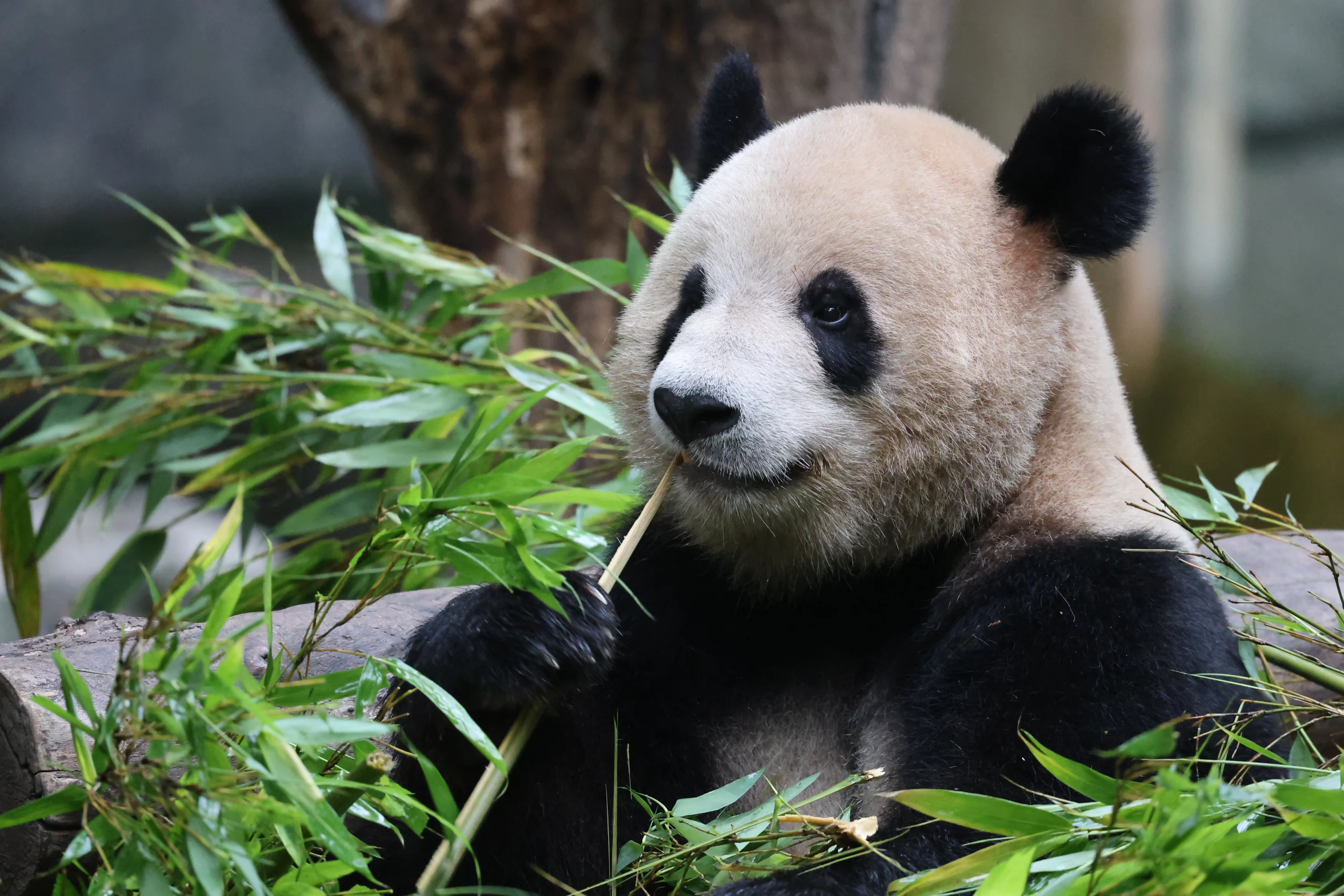 Chongqing Zoo