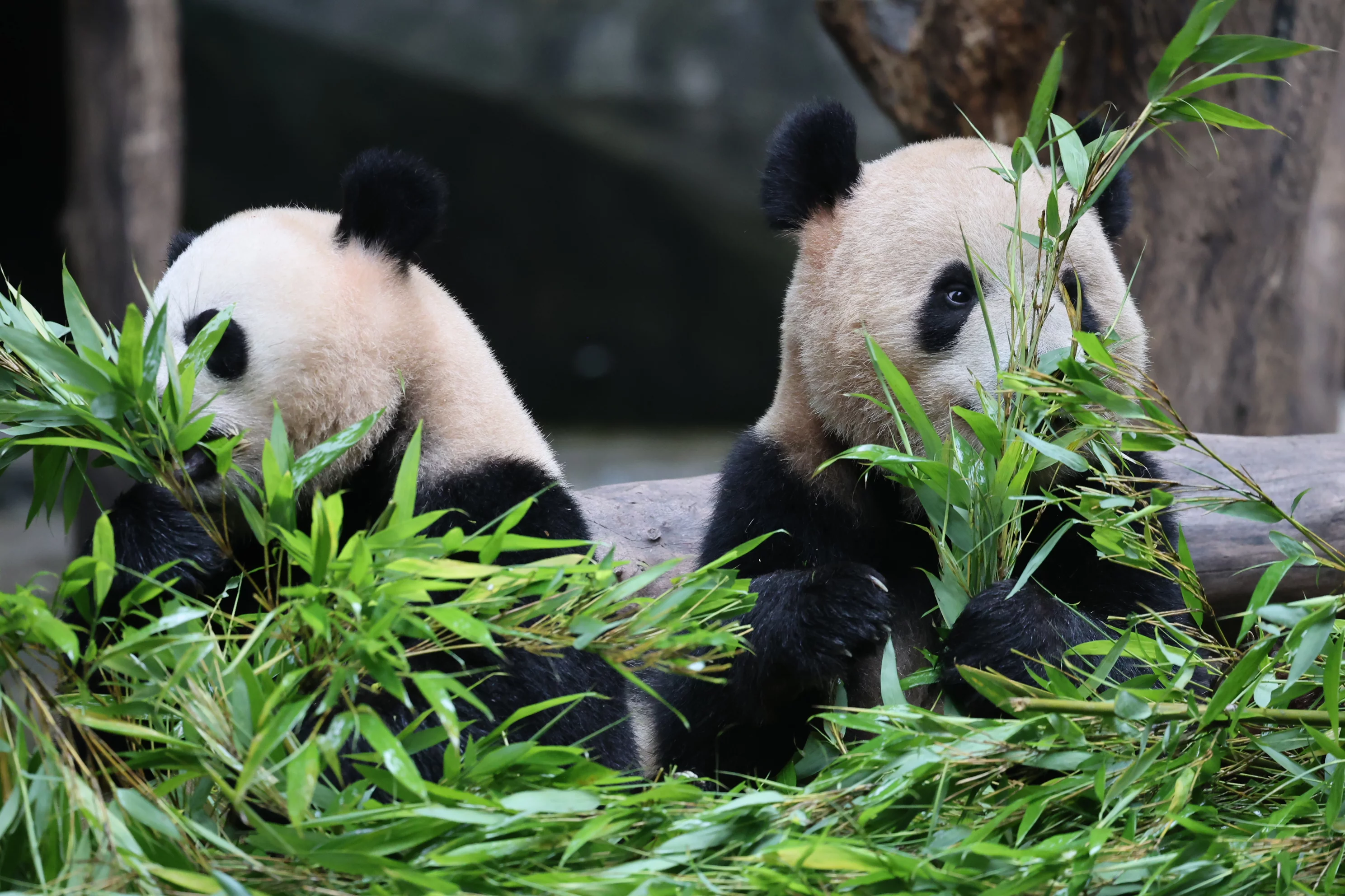 Chongqing Zoo