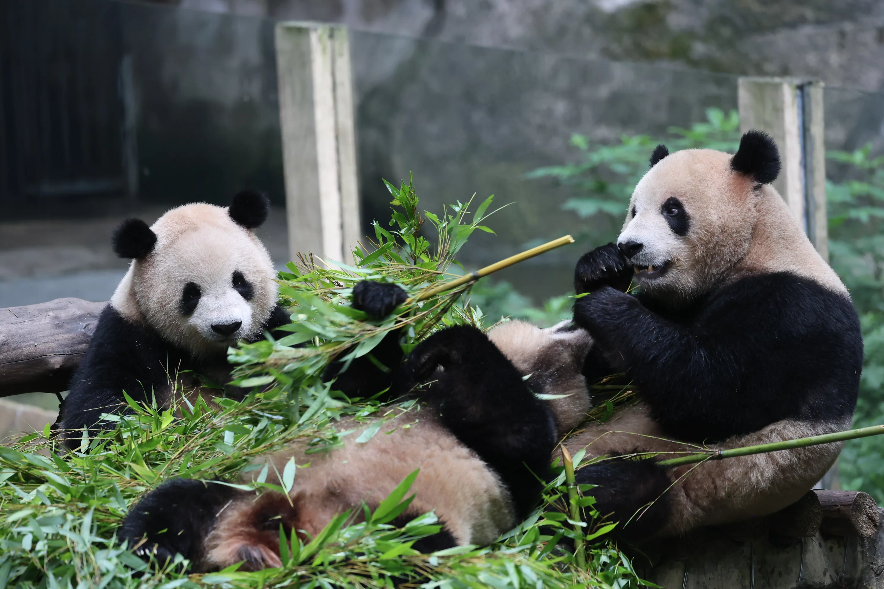 Chongqing Zoo
