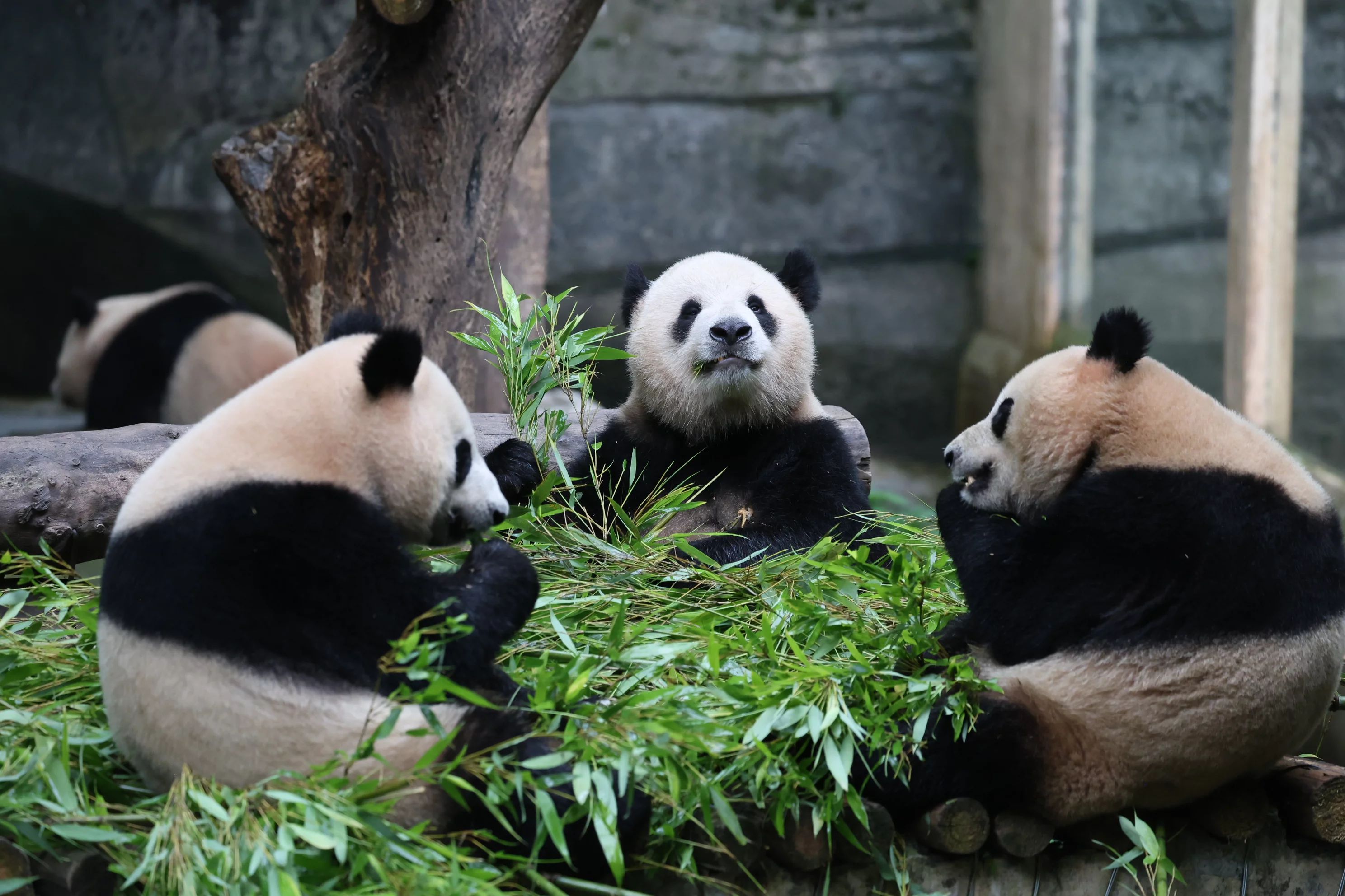 Chongqing Zoo