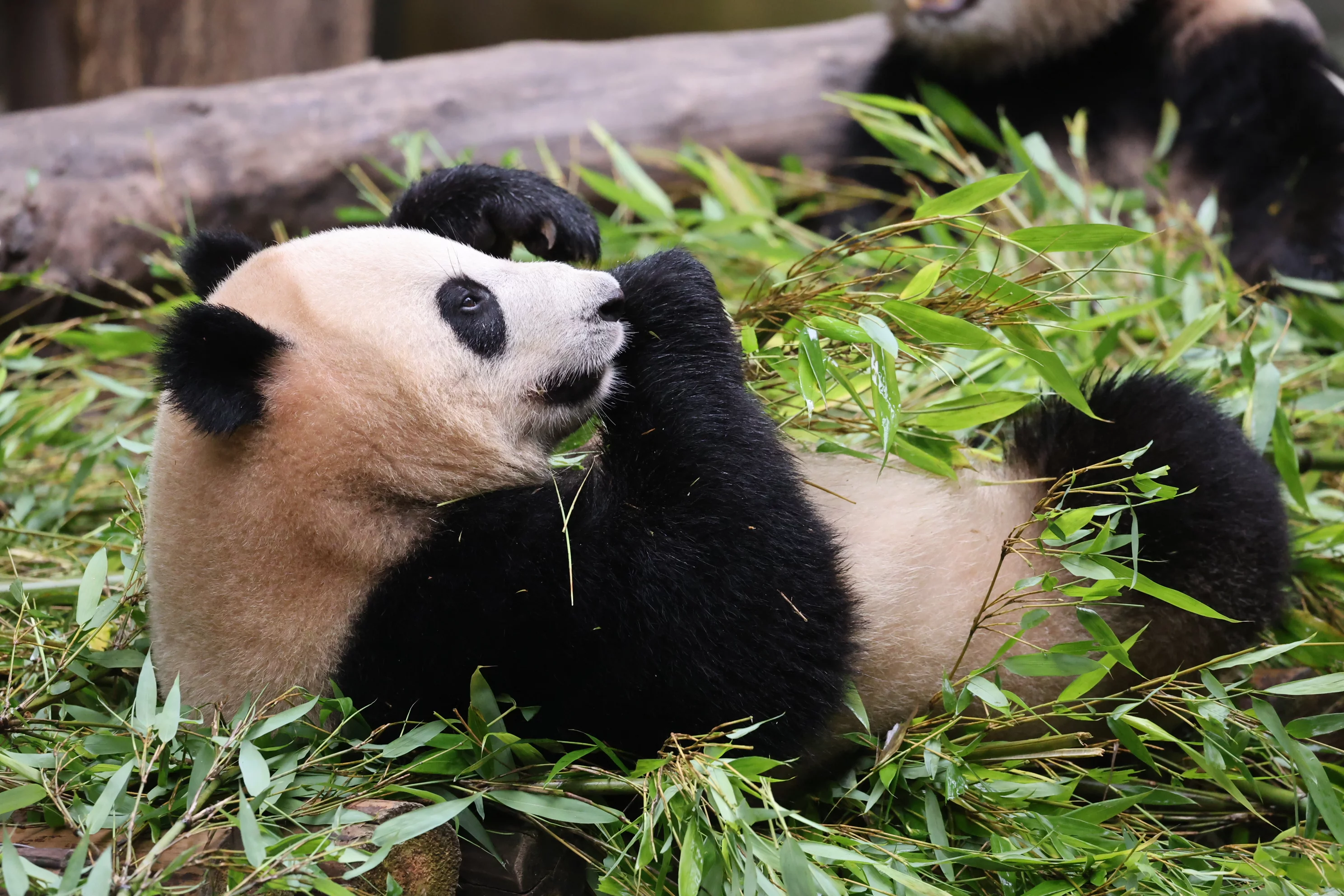 Chongqing Zoo