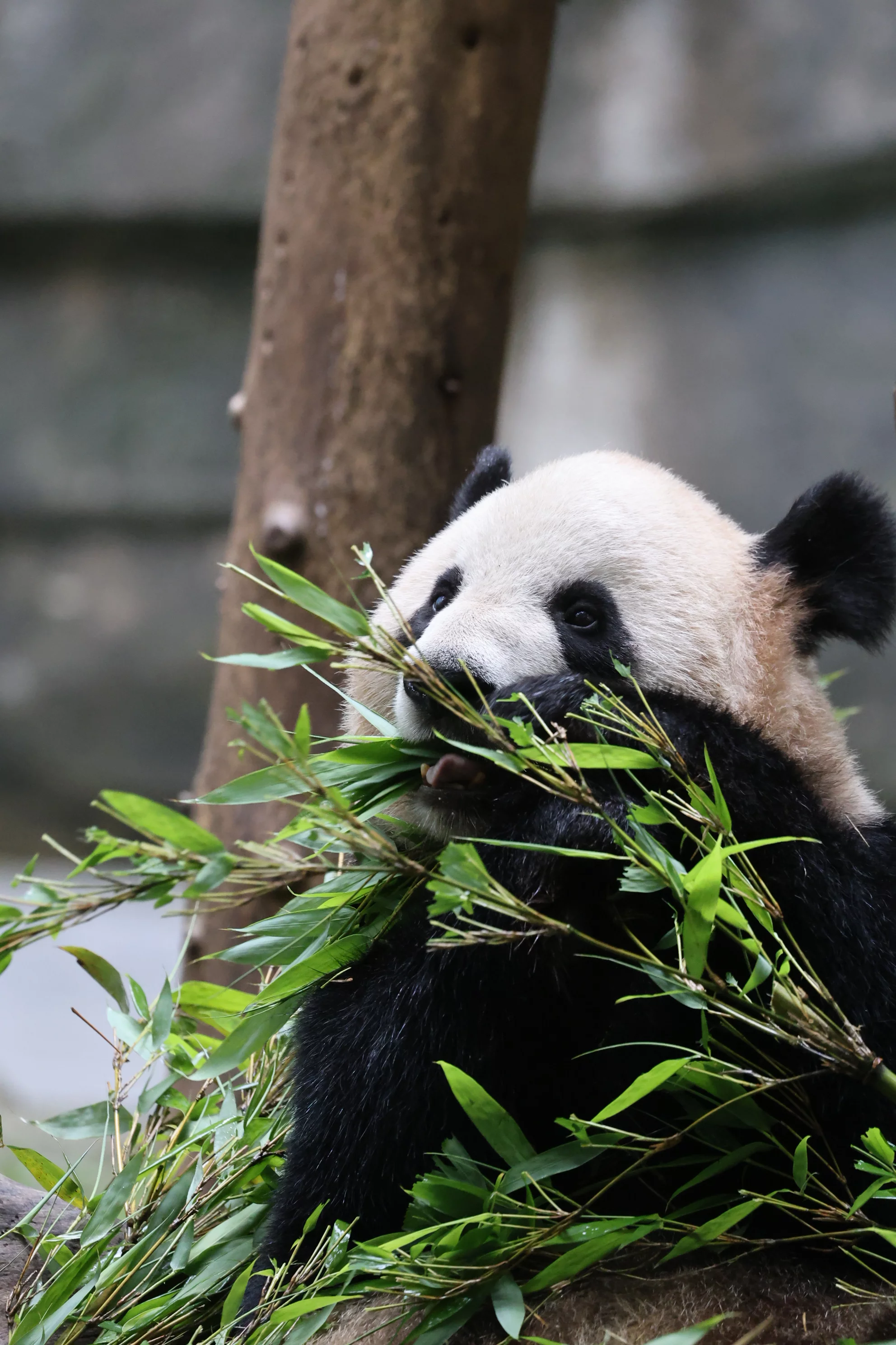 Chongqing Zoo