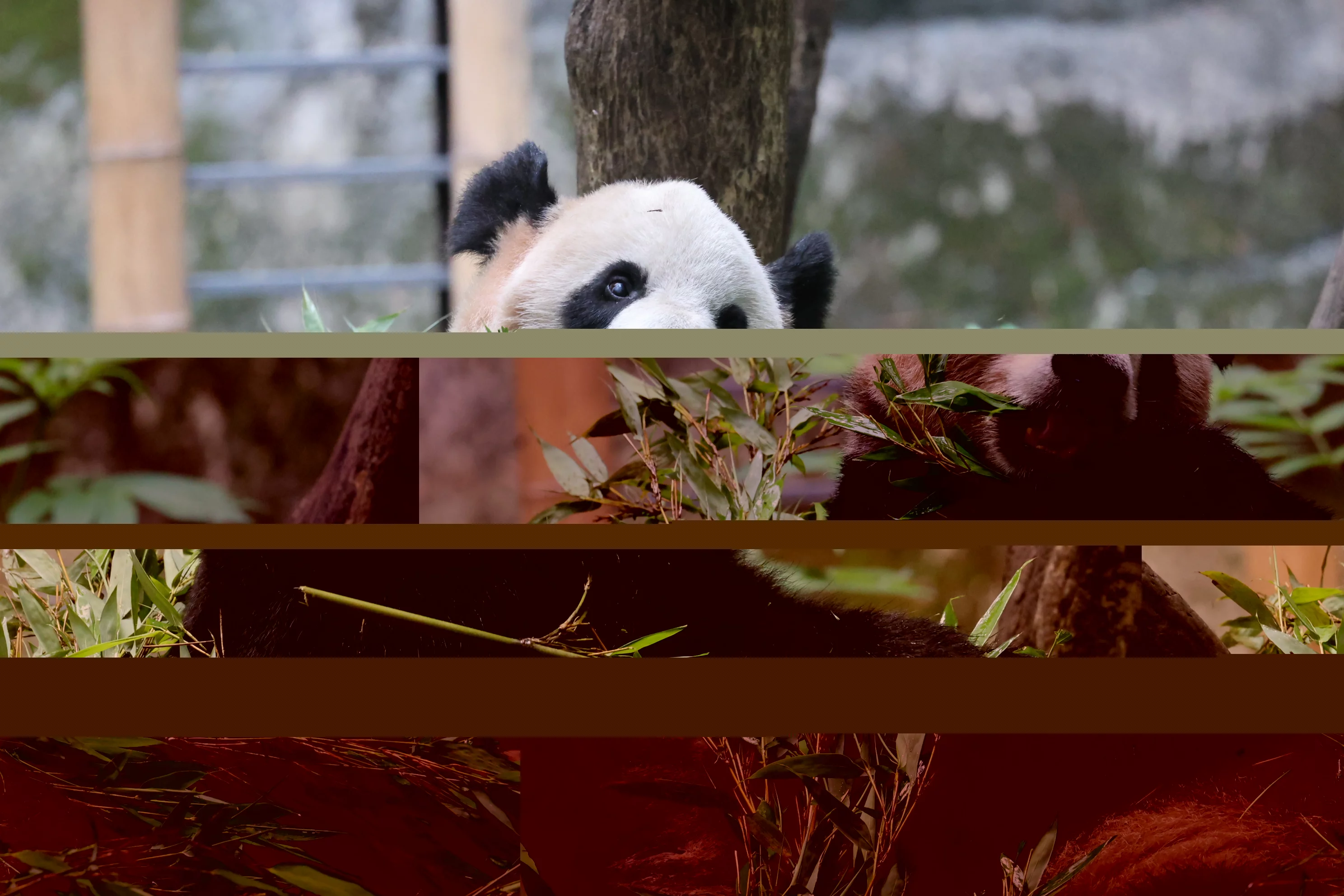 Chongqing Zoo