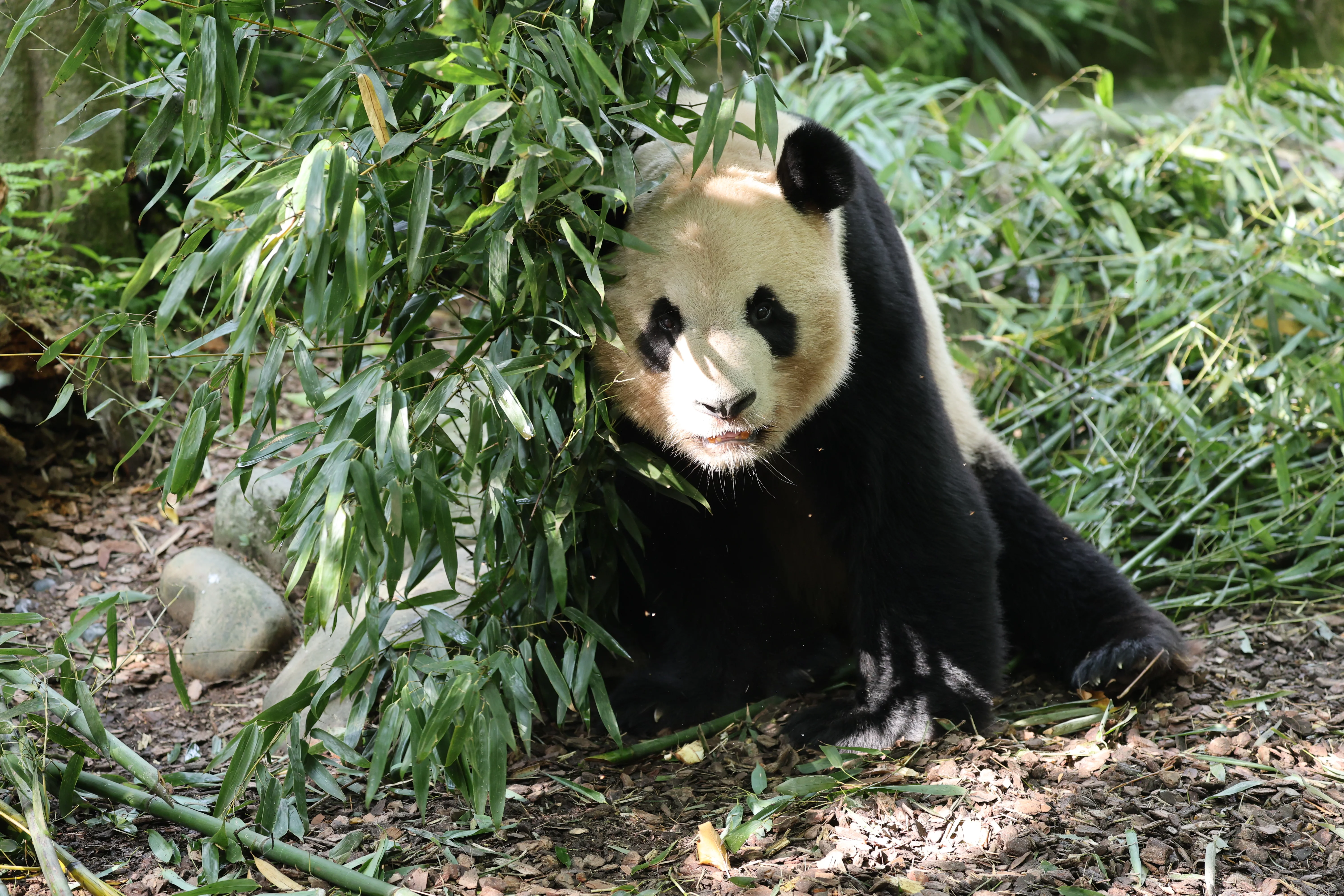 Chengdu Field Research Centre for Giant Pandas of CRBGPB