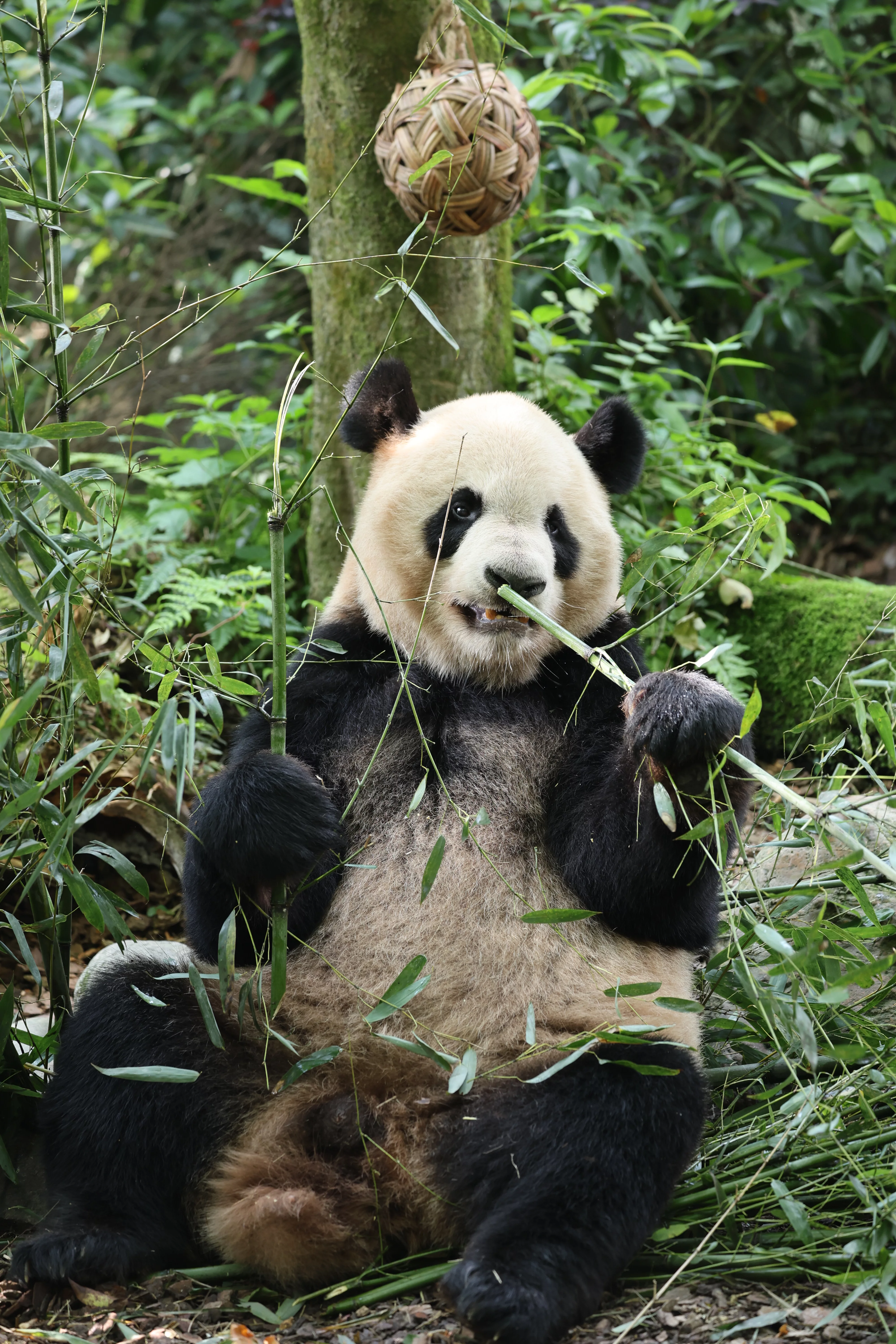 Chengdu Field Research Centre for Giant Pandas of CRBGPB