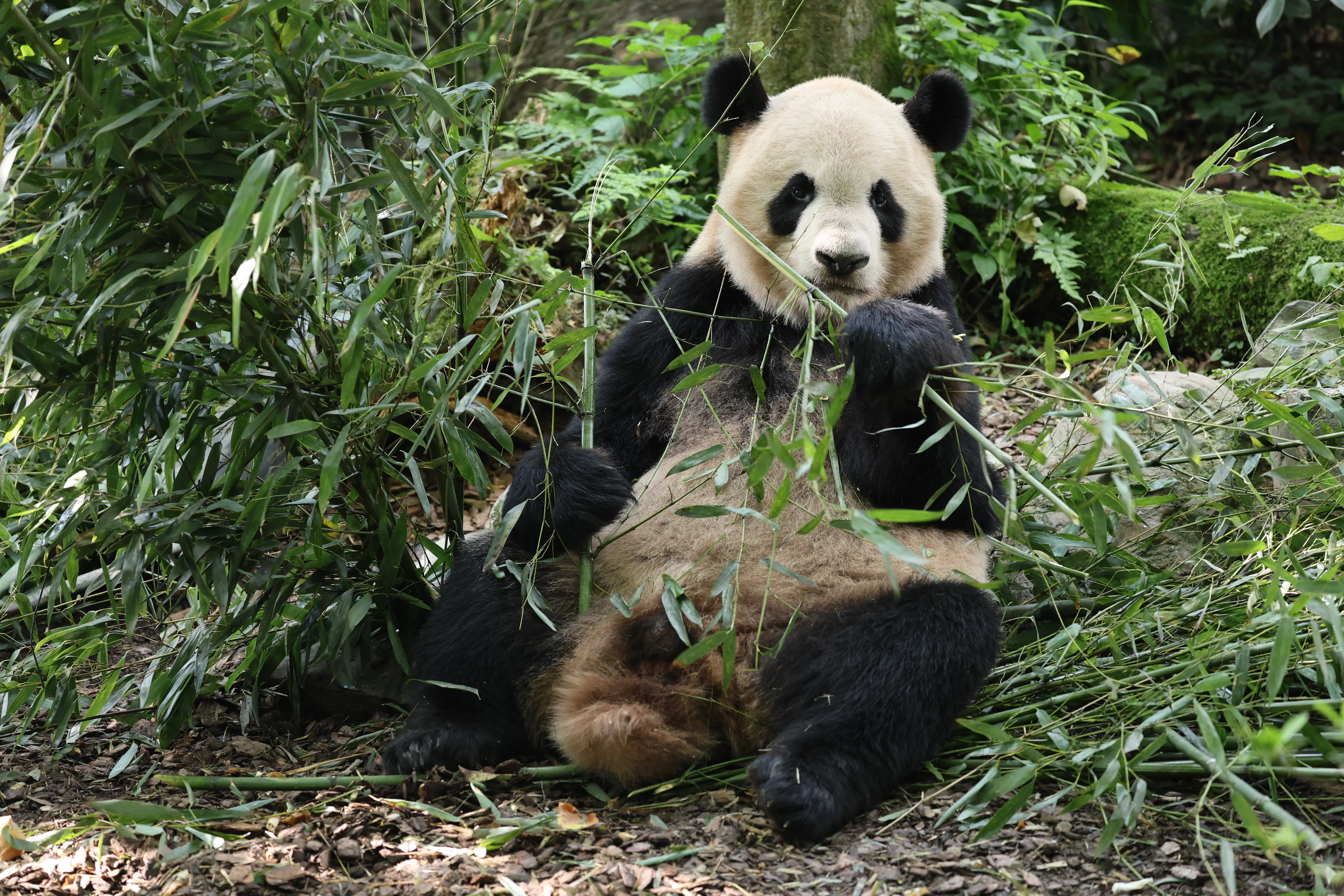 Chengdu Field Research Centre for Giant Pandas of CRBGPB