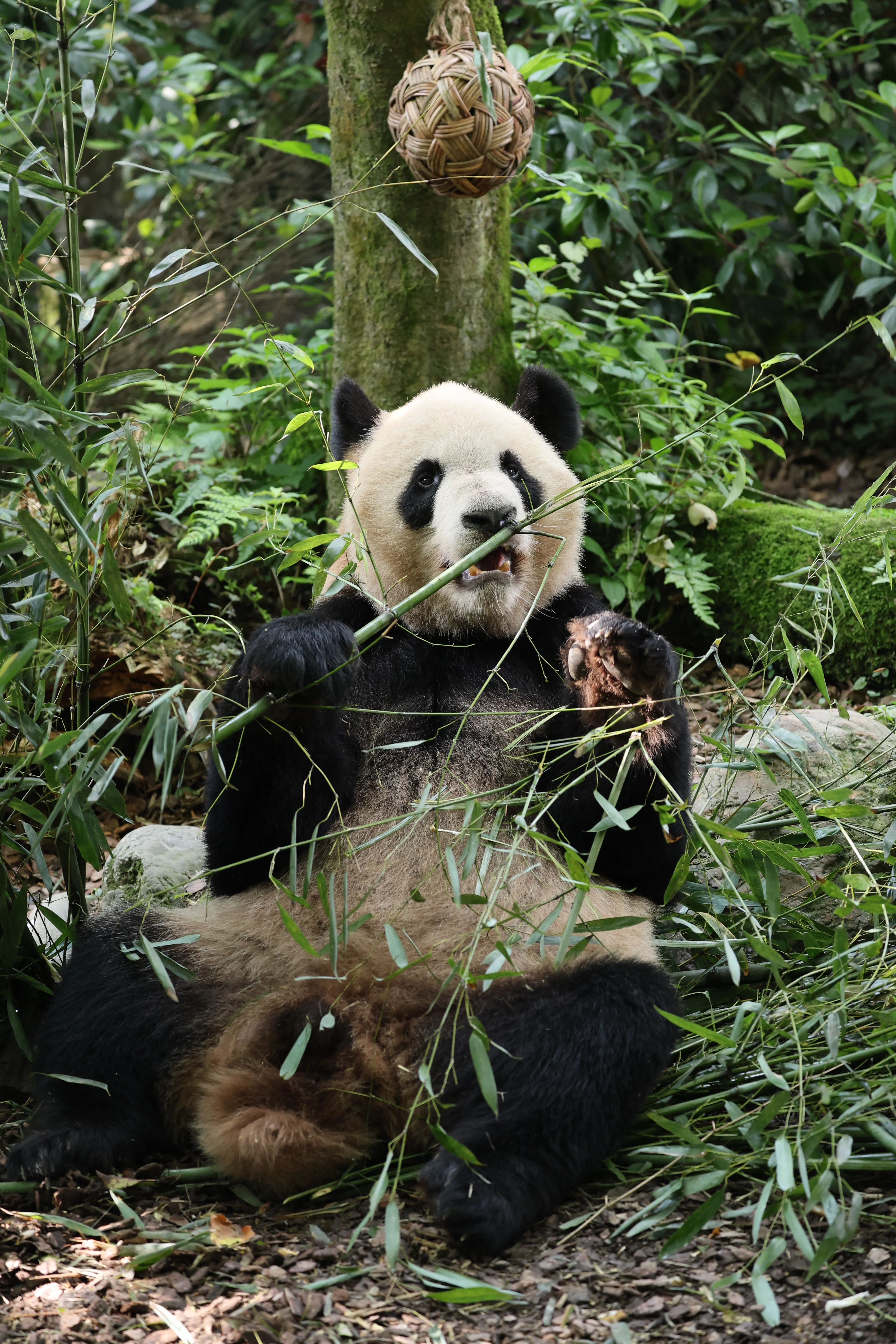 Chengdu Field Research Centre for Giant Pandas of CRBGPB