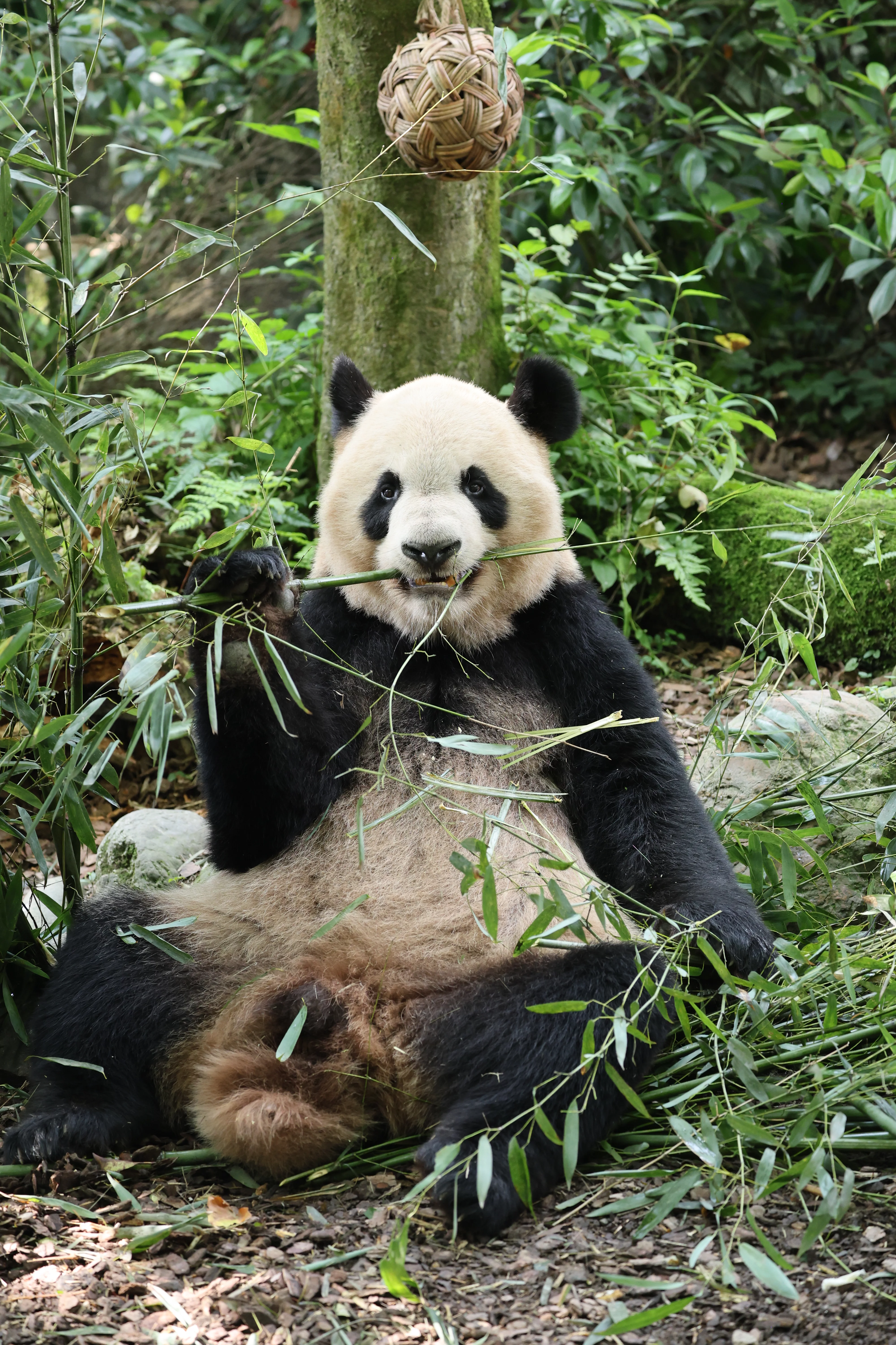 Chengdu Field Research Centre for Giant Pandas of CRBGPB