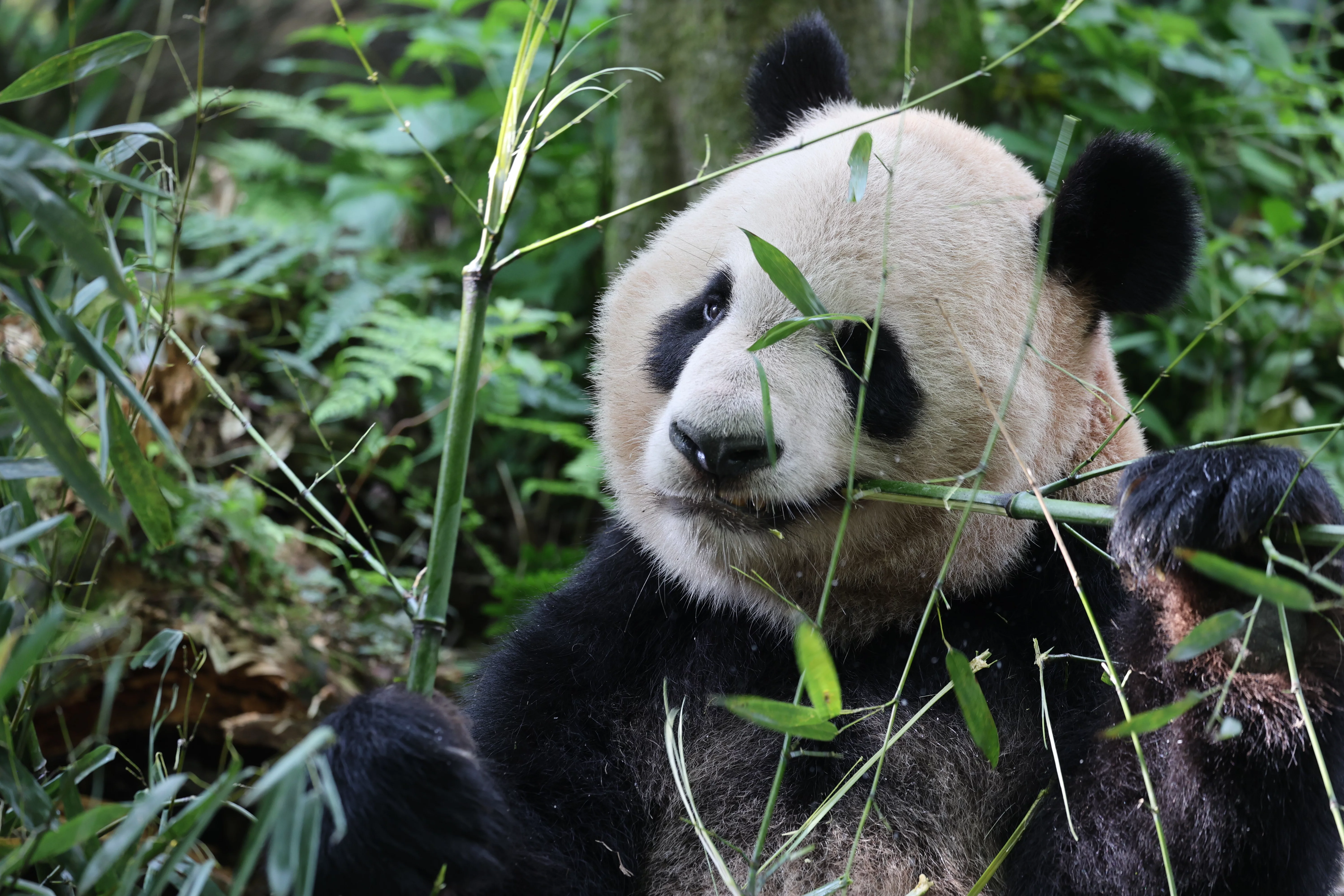 Chengdu Field Research Centre for Giant Pandas of CRBGPB