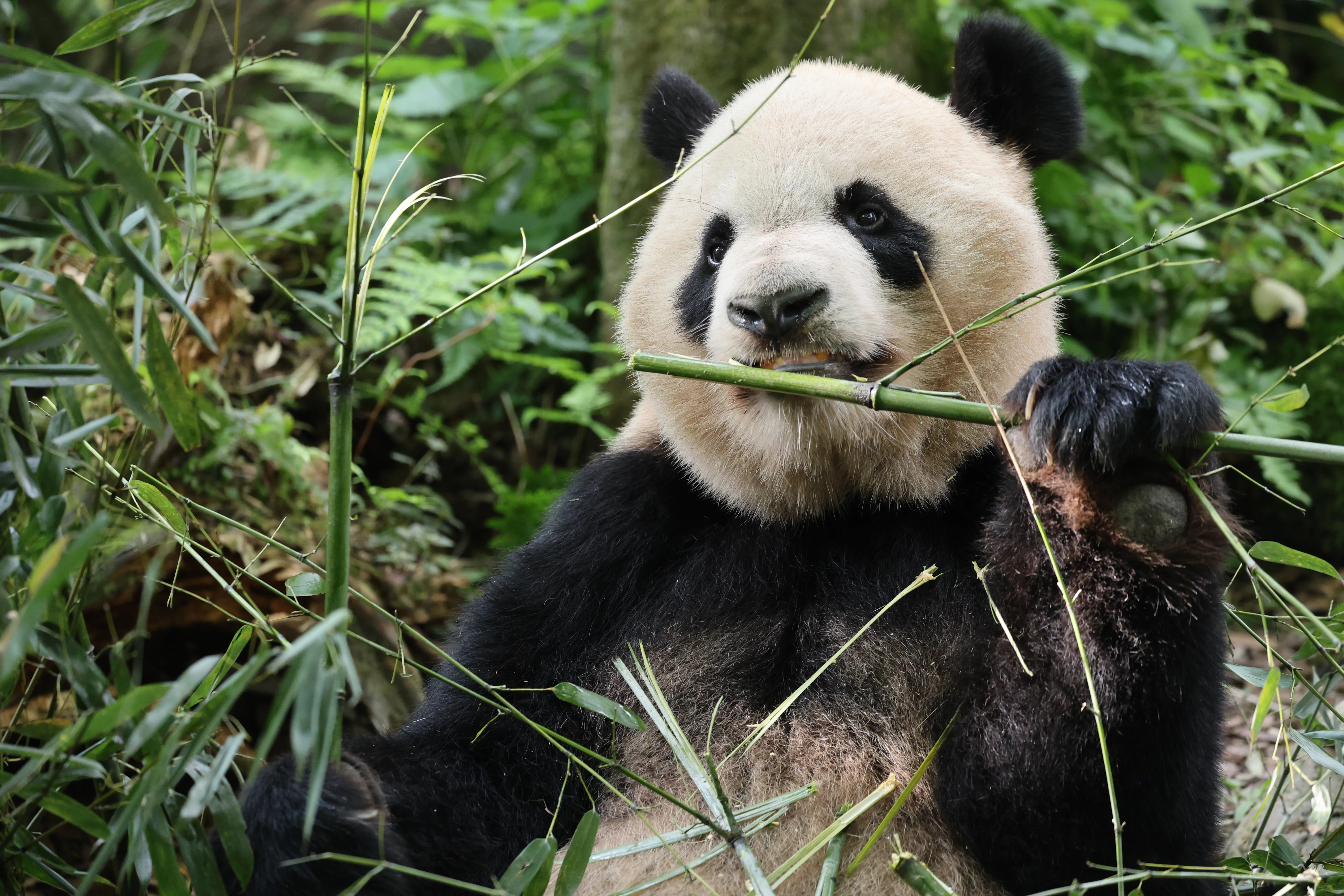 Chengdu Field Research Centre for Giant Pandas of CRBGPB