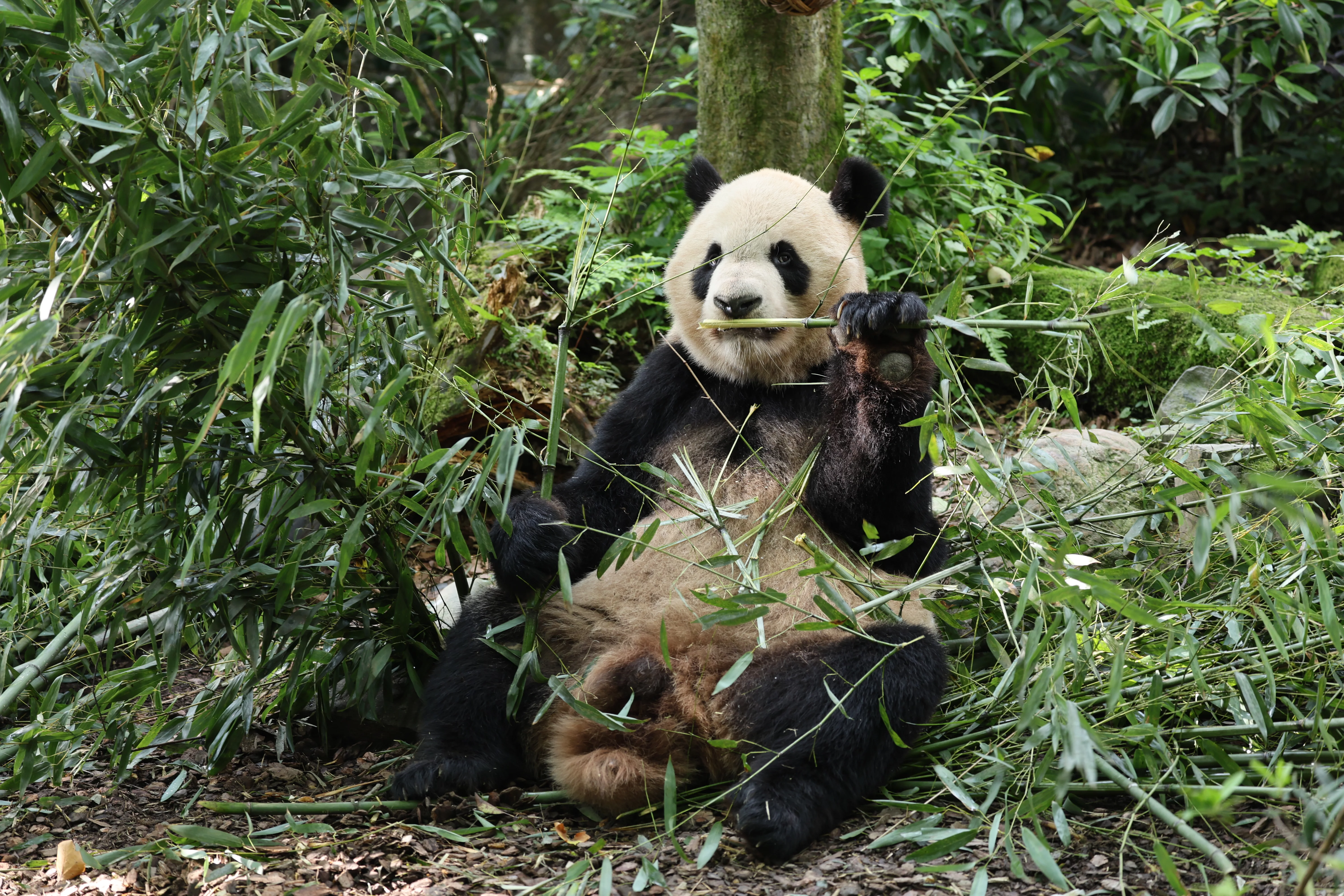Chengdu Field Research Centre for Giant Pandas of CRBGPB