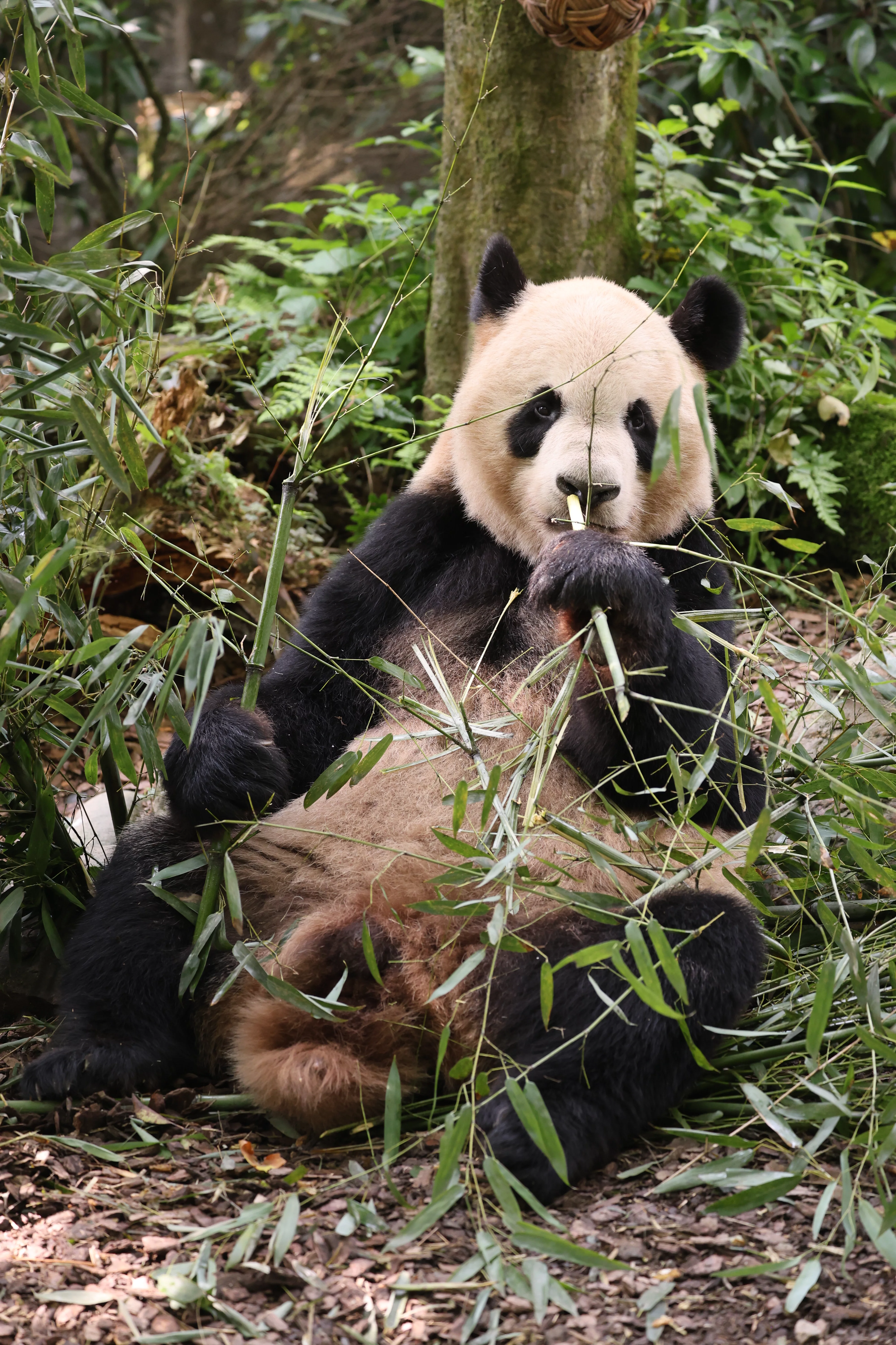 Chengdu Field Research Centre for Giant Pandas of CRBGPB