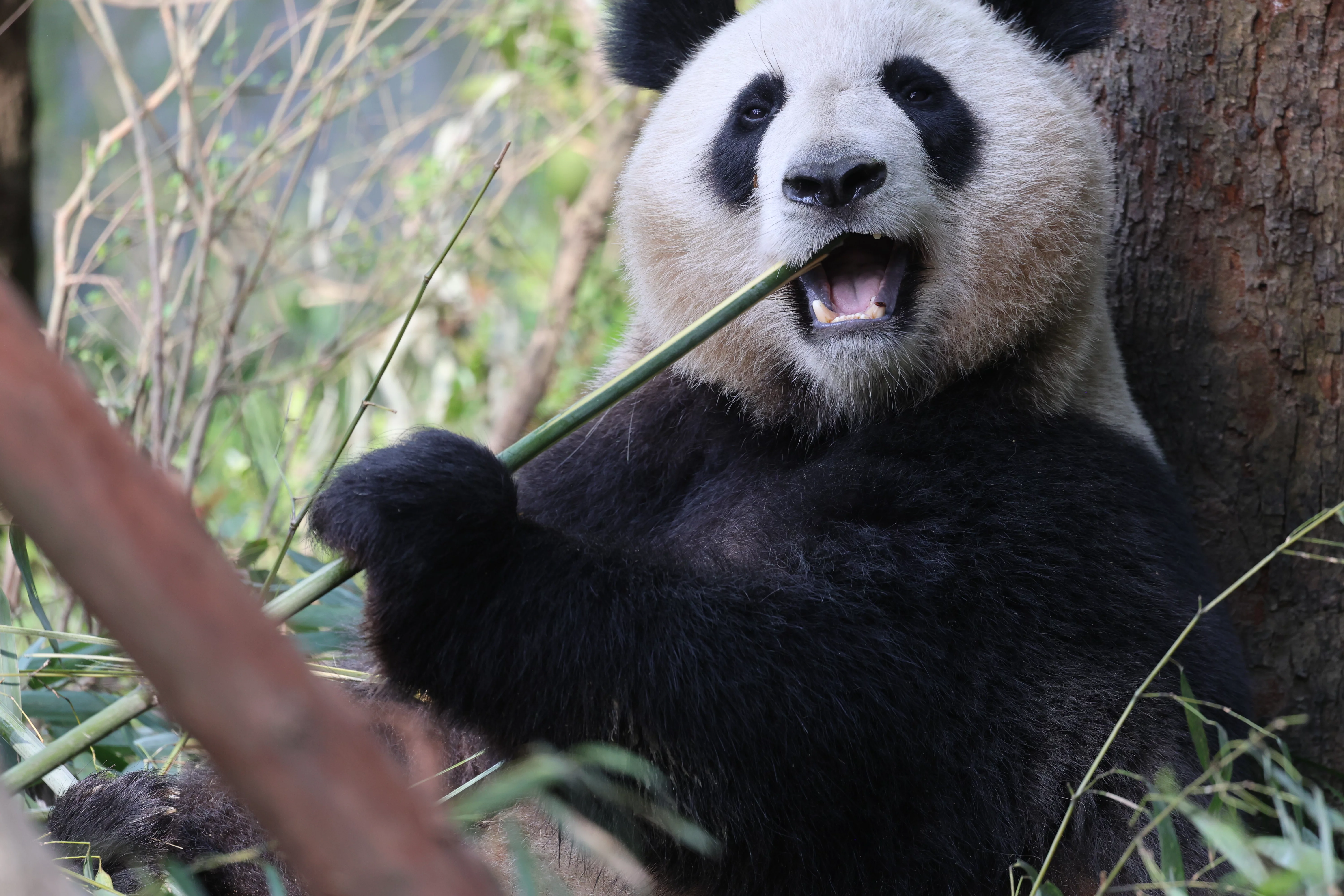 Chengdu Field Research Centre for Giant Pandas of CRBGPB