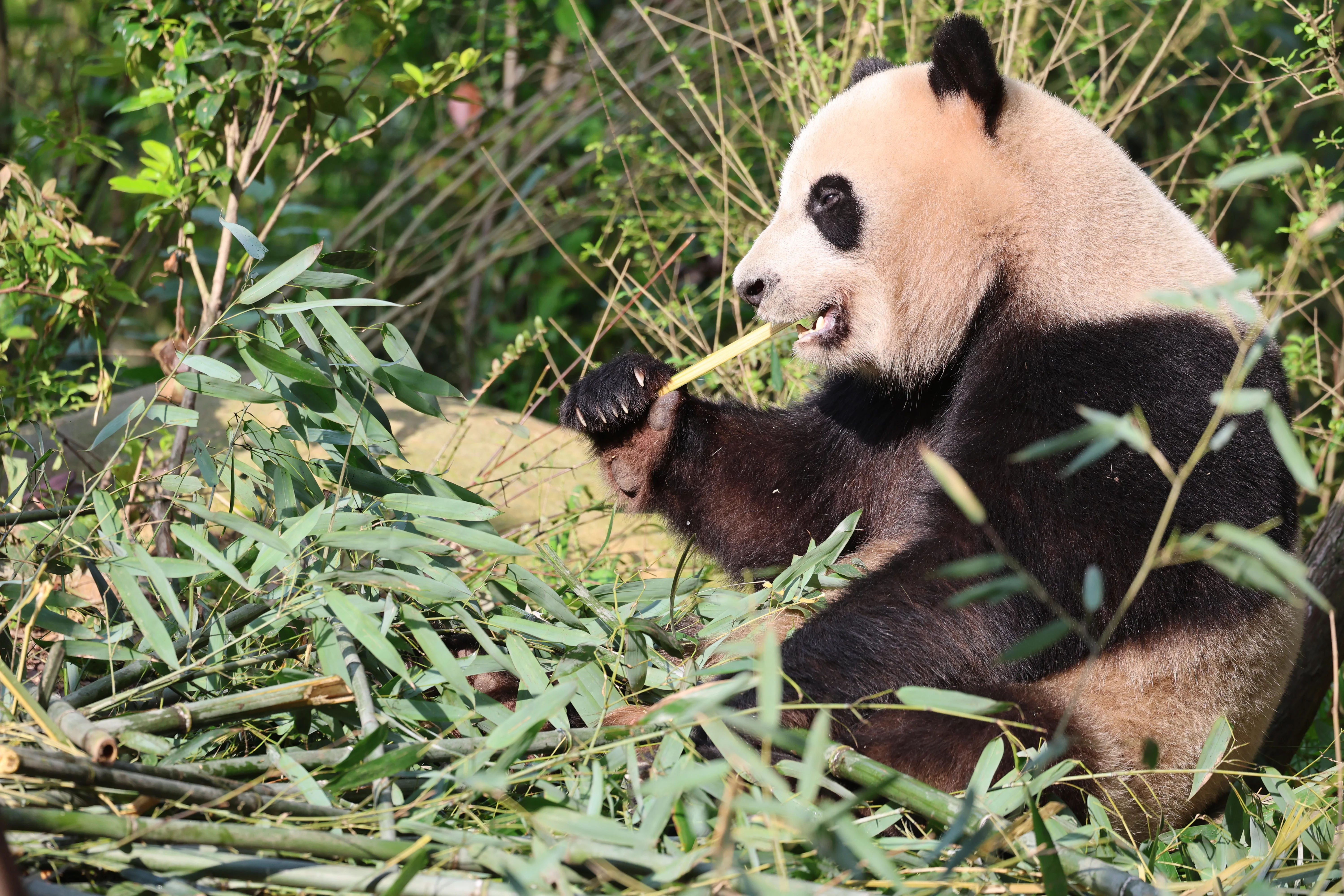 Chengdu Field Research Centre for Giant Pandas of CRBGPB