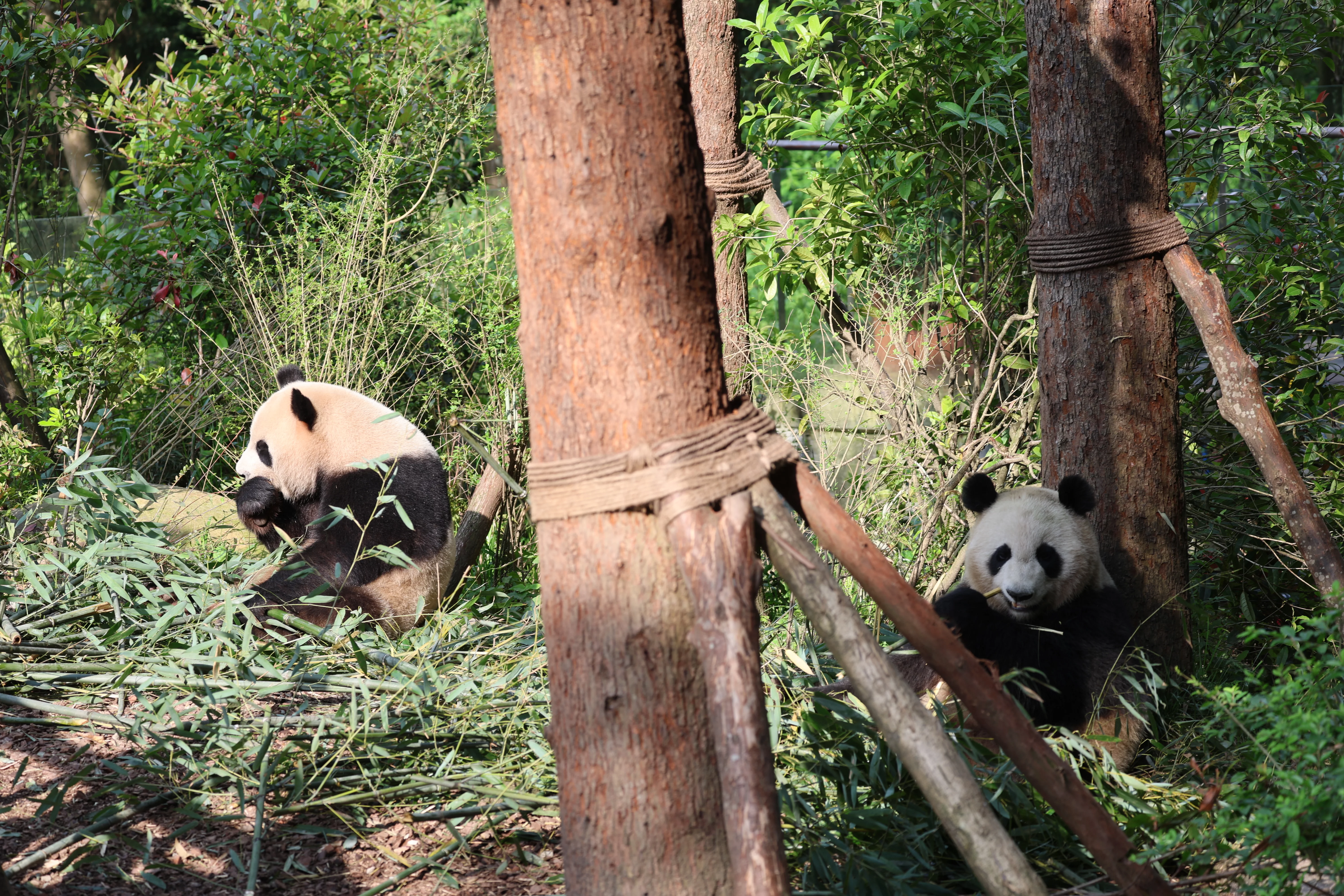 Chengdu Field Research Centre for Giant Pandas of CRBGPB