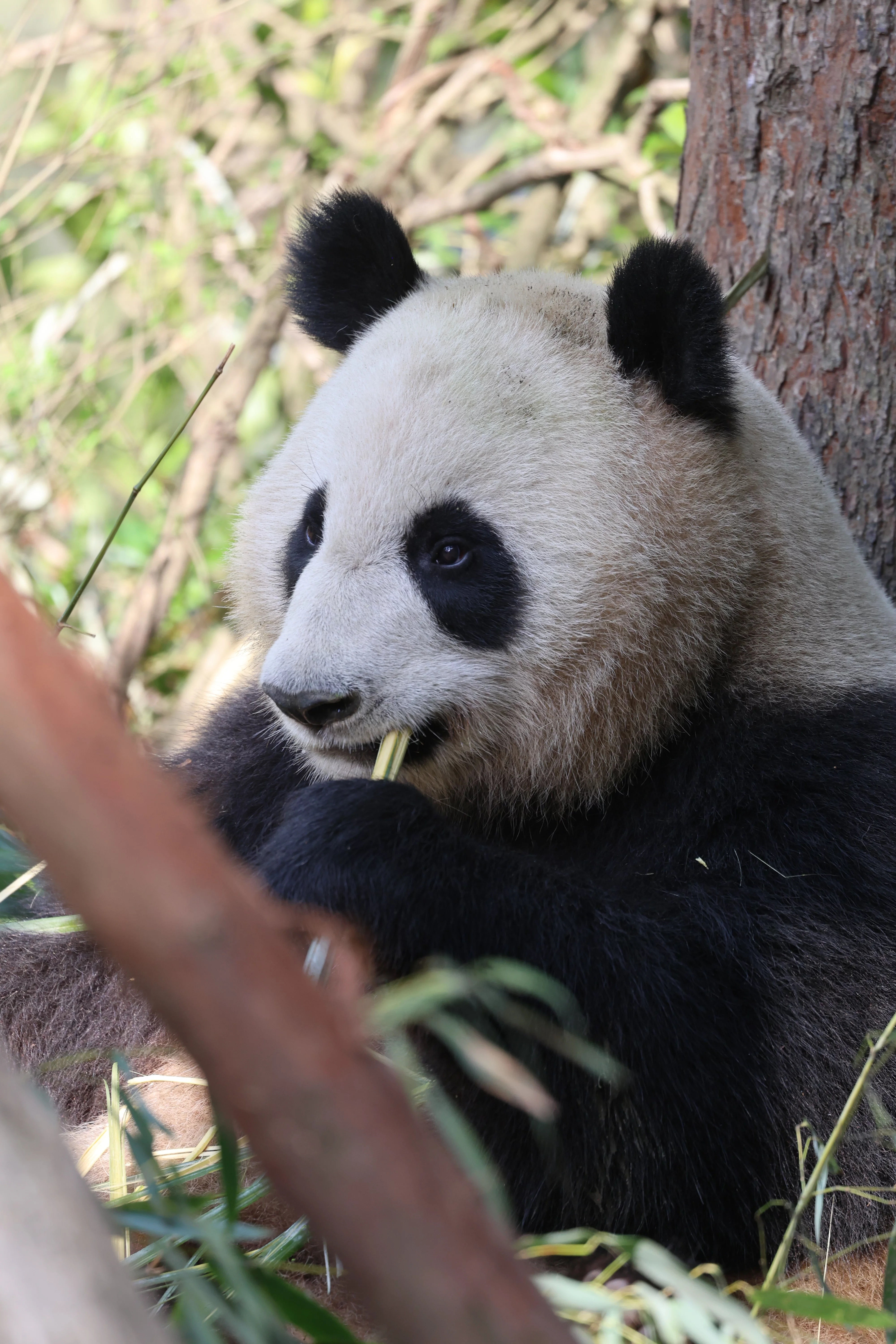 Chengdu Field Research Centre for Giant Pandas of CRBGPB