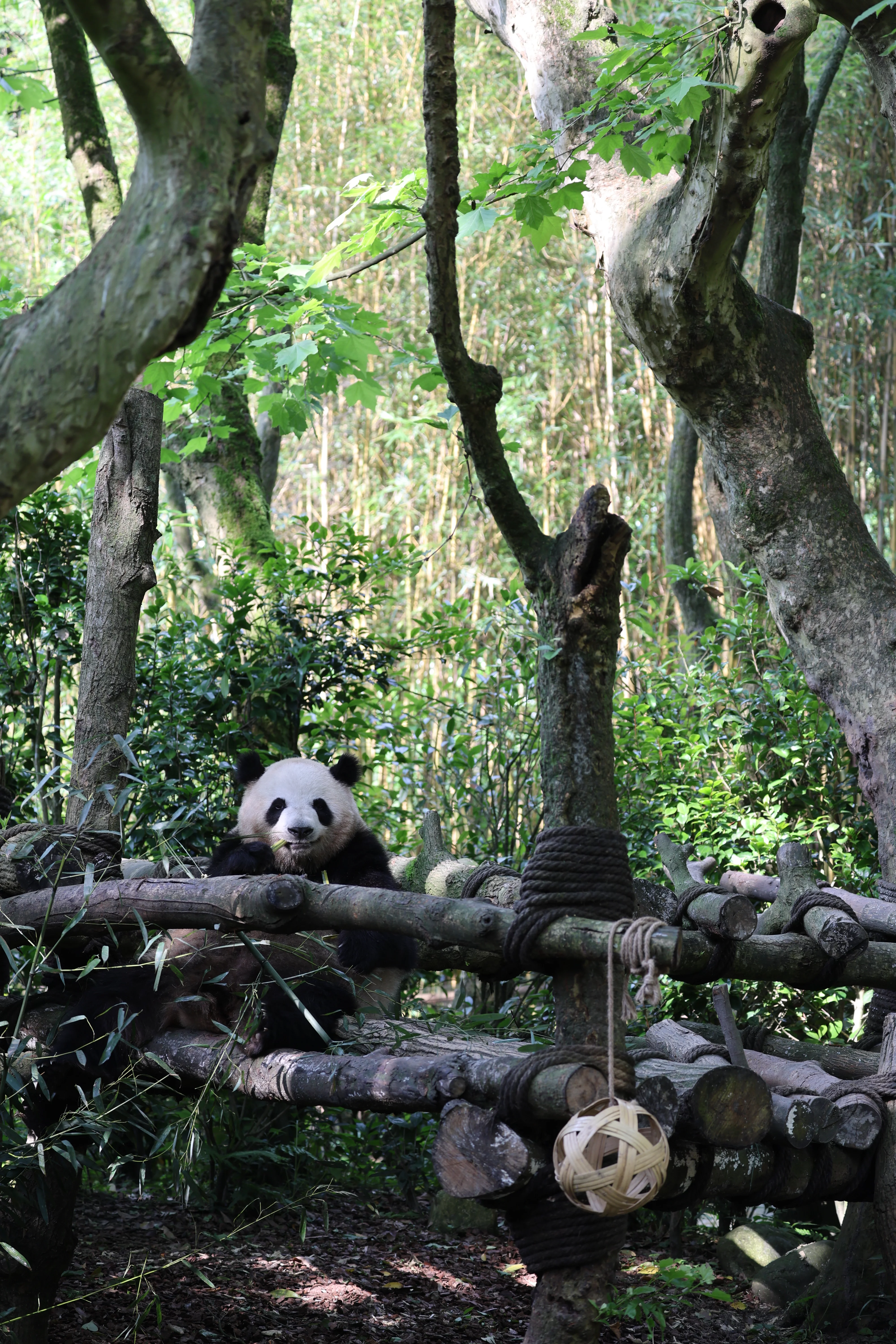 Chengdu Field Research Centre for Giant Pandas of CRBGPB