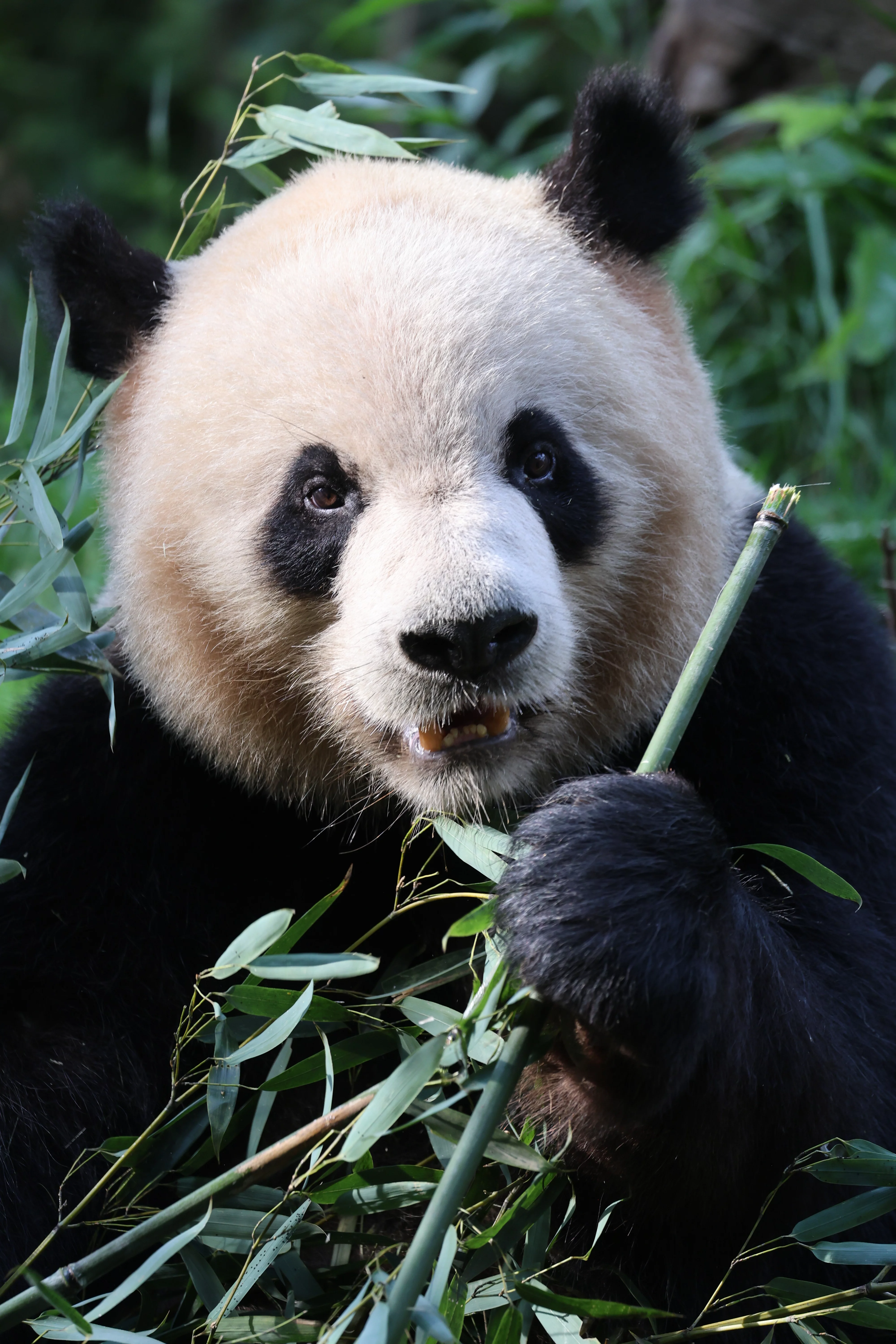 Chengdu Field Research Centre for Giant Pandas of CRBGPB