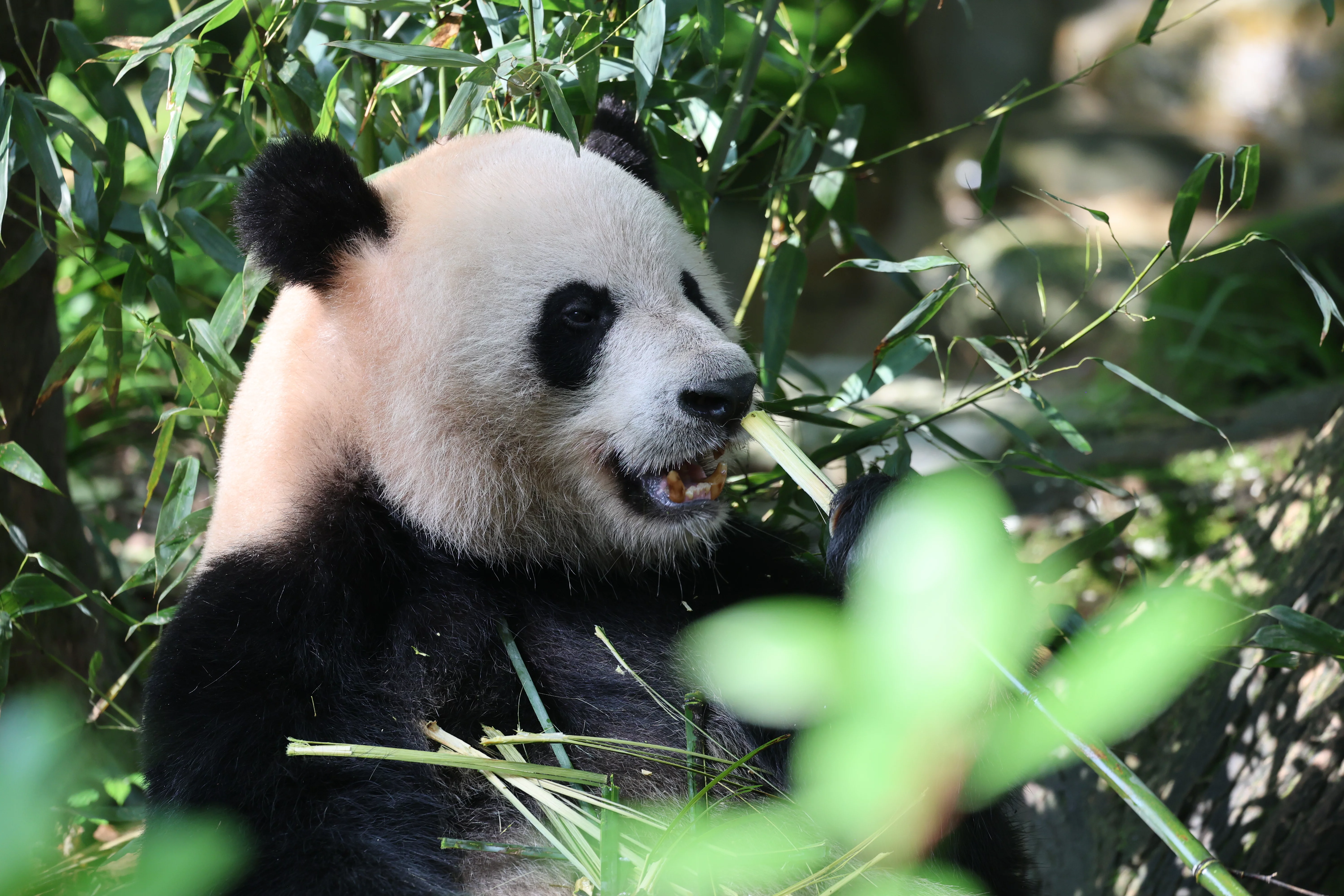 Chengdu Field Research Centre for Giant Pandas of CRBGPB