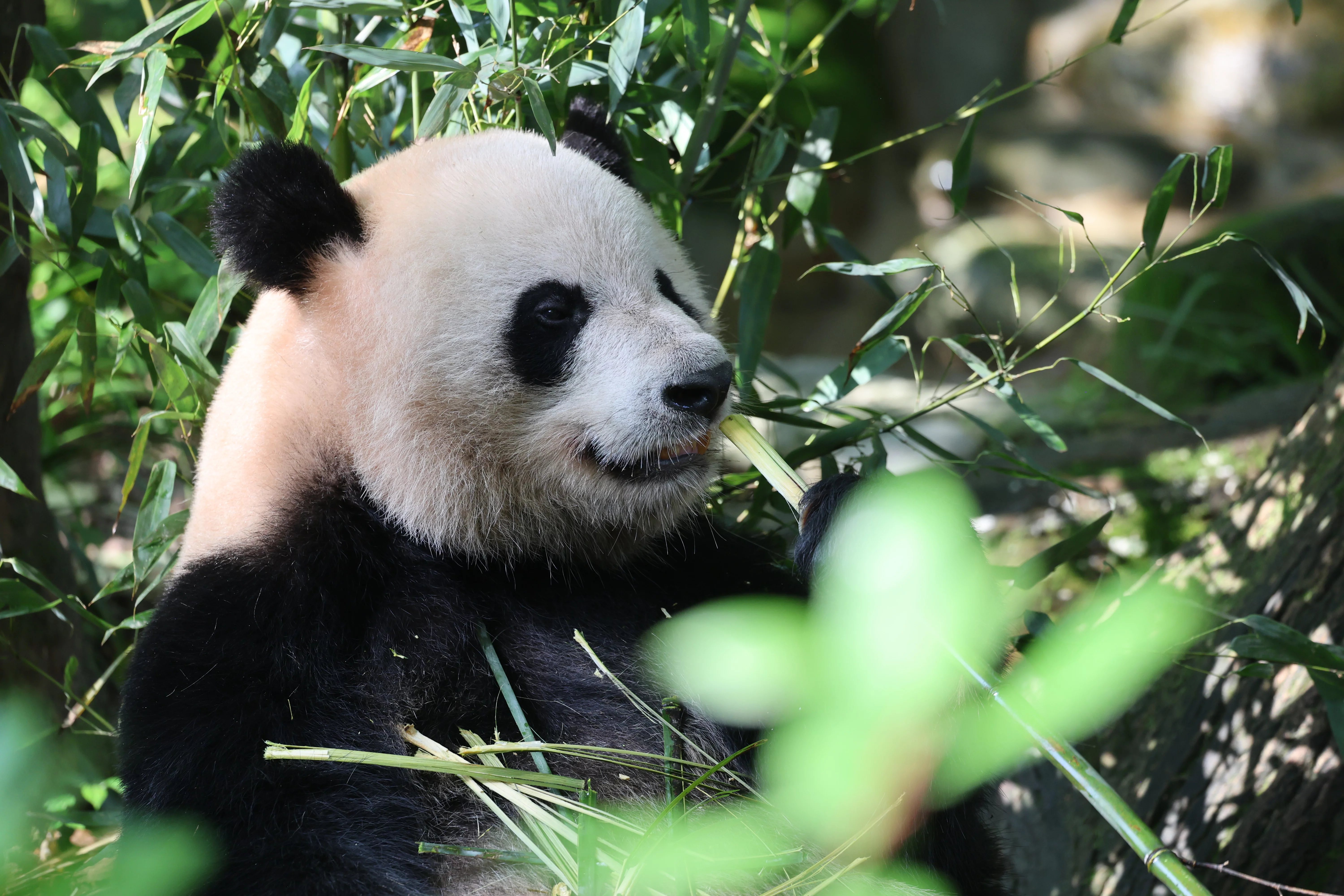 Chengdu Field Research Centre for Giant Pandas of CRBGPB
