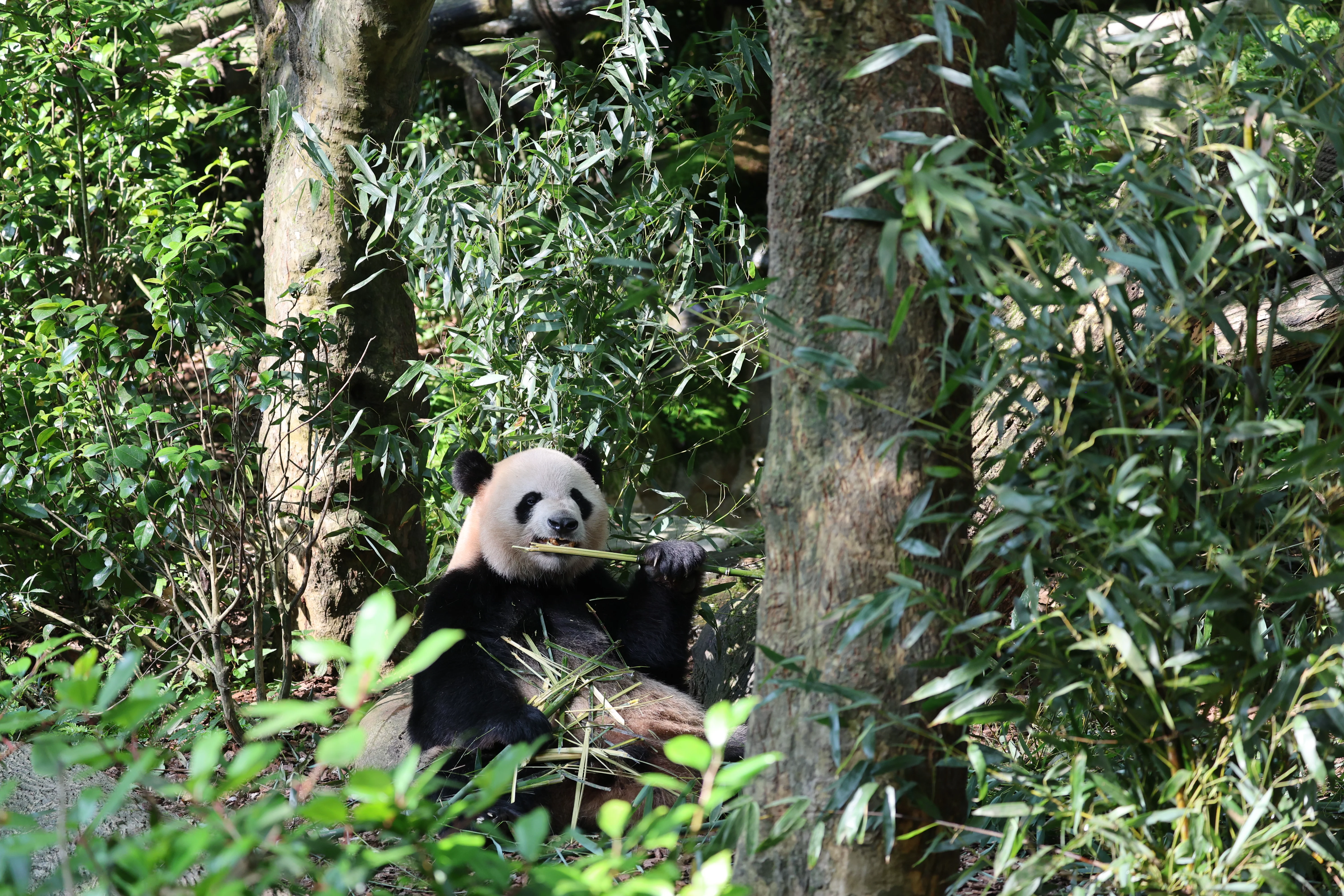 Chengdu Field Research Centre for Giant Pandas of CRBGPB