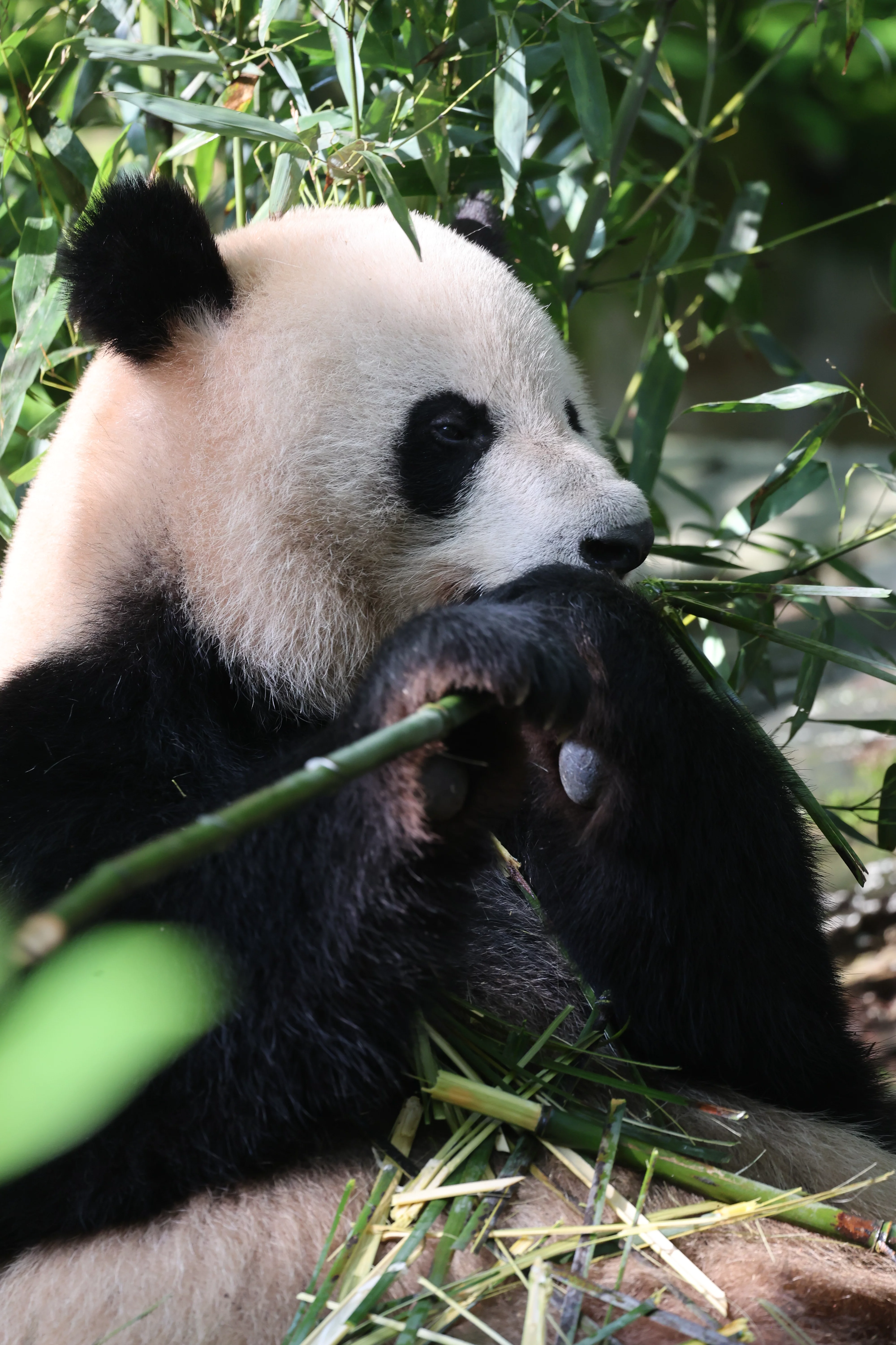 Chengdu Field Research Centre for Giant Pandas of CRBGPB