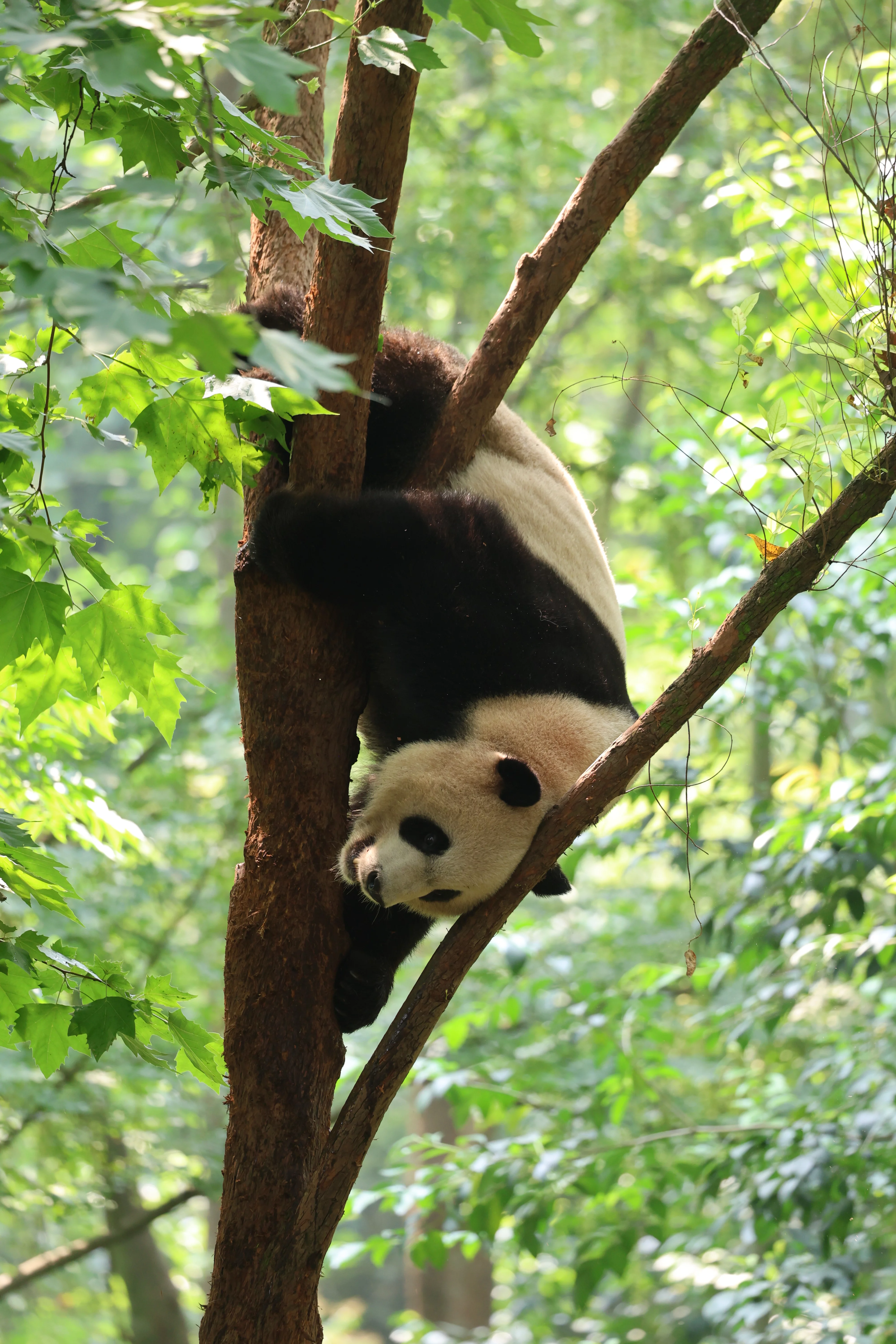 Chengdu Research Base of Giant Panda Breeding