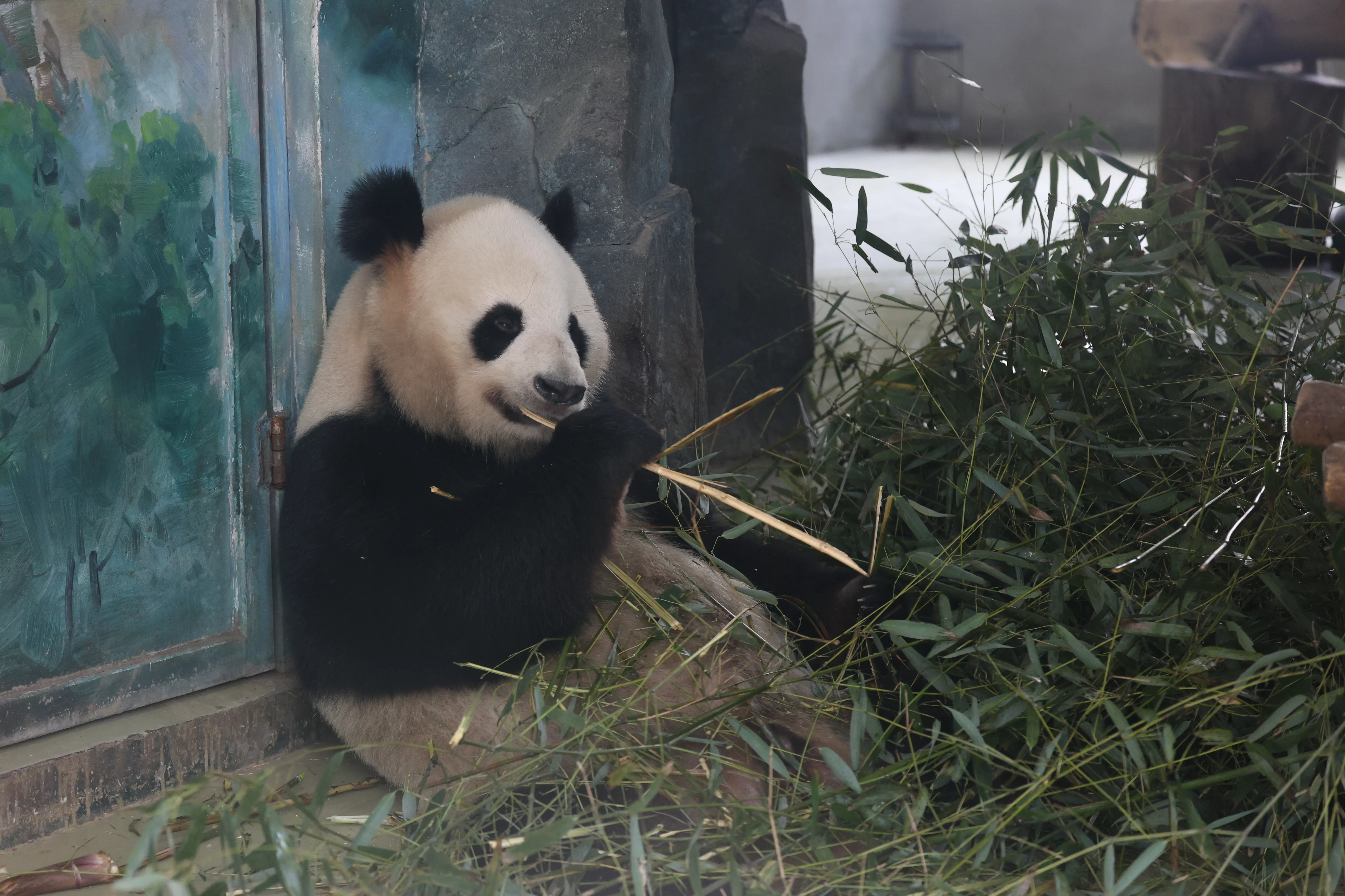 Chengdu Research Base of Giant Panda Breeding