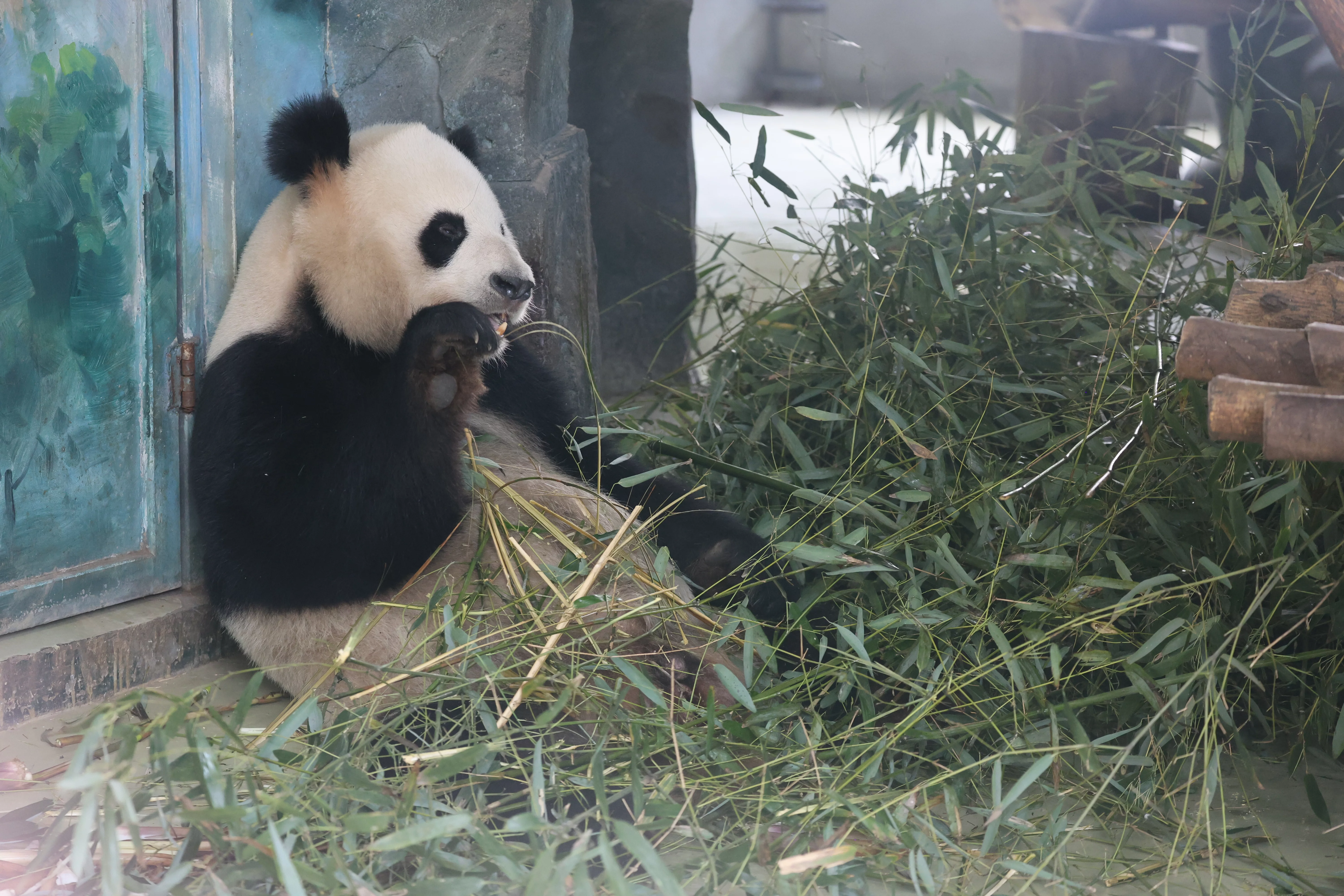 Chengdu Research Base of Giant Panda Breeding