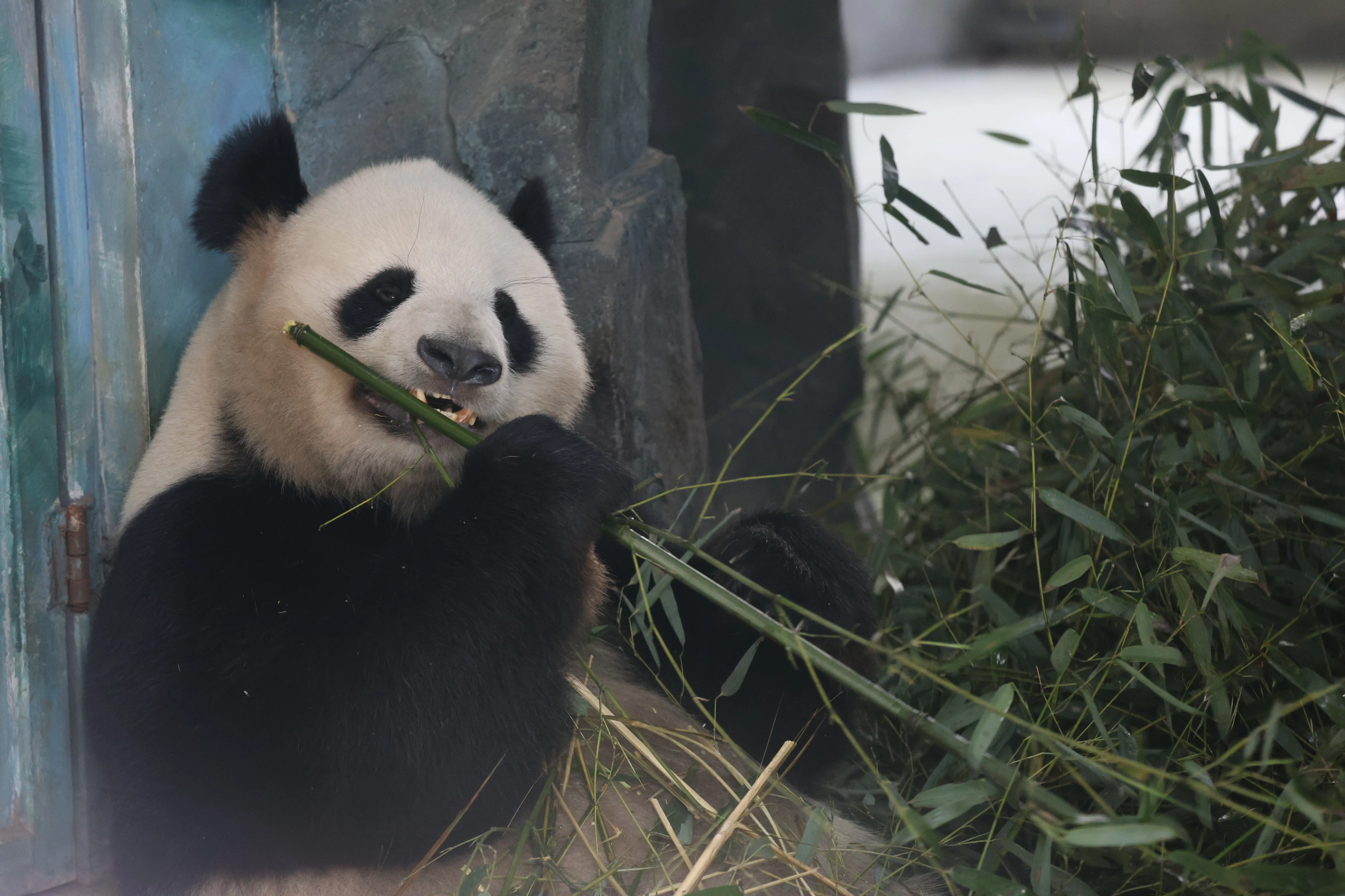 Chengdu Research Base of Giant Panda Breeding