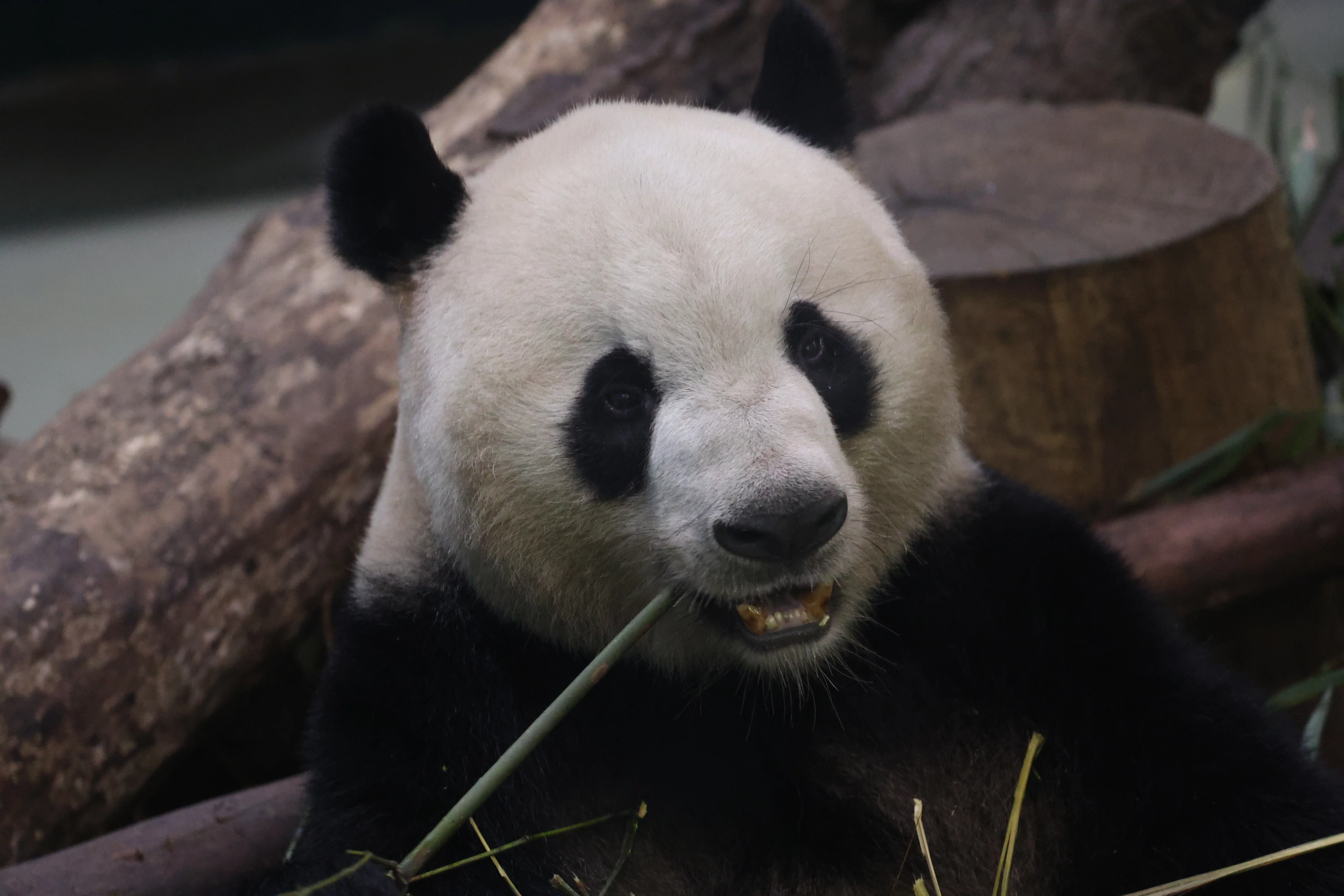 Chengdu Research Base of Giant Panda Breeding