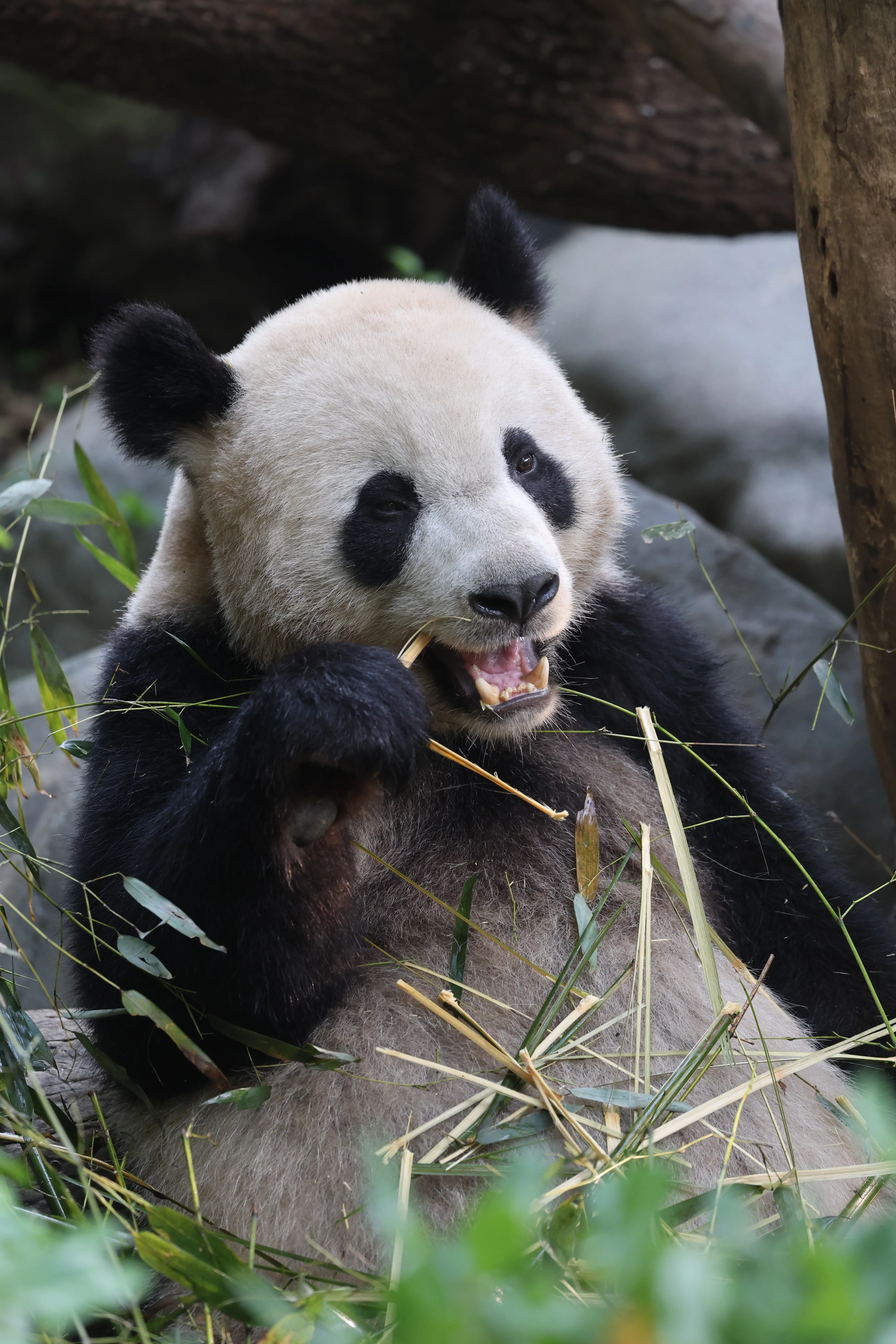 Chengdu Research Base of Giant Panda Breeding