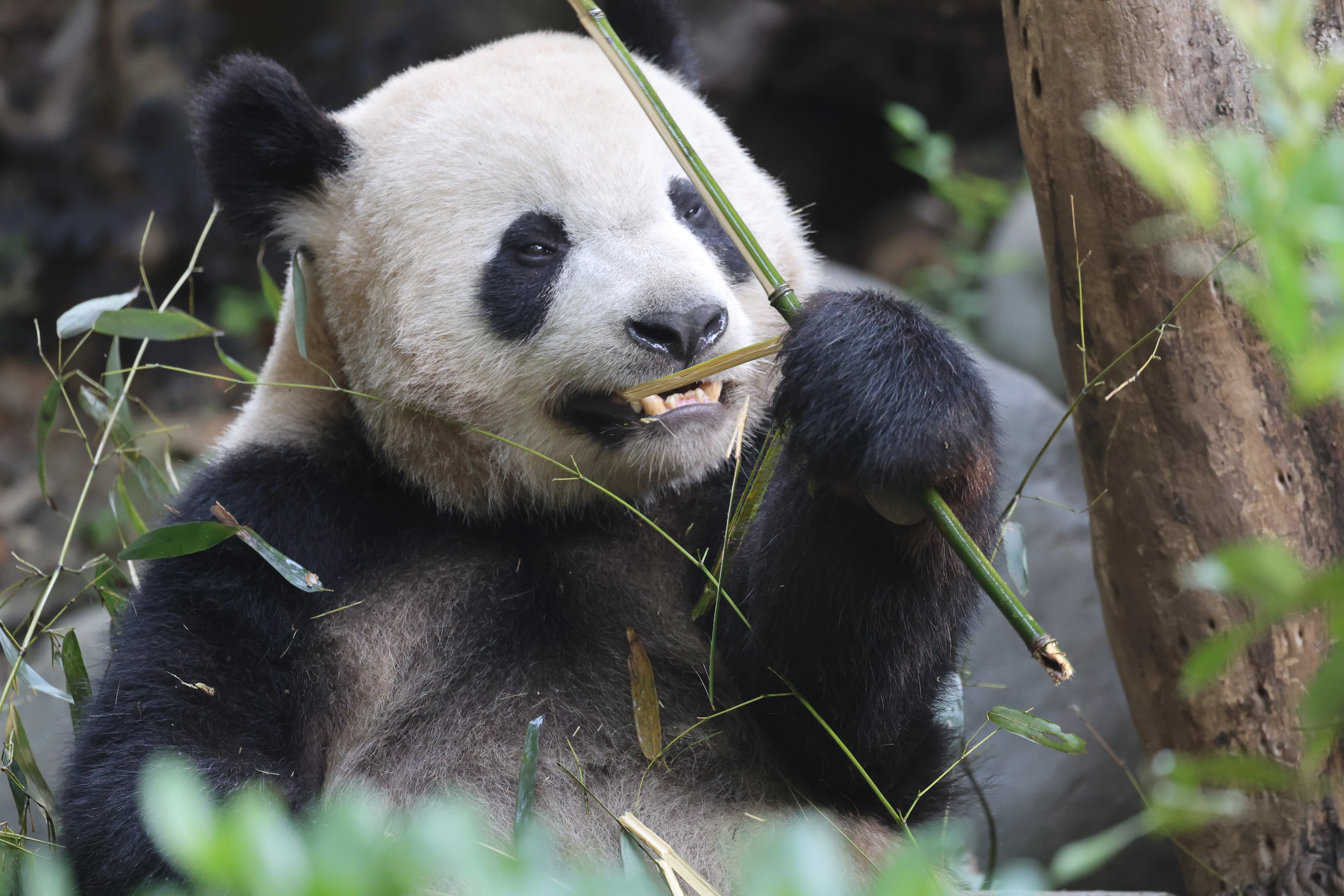 Chengdu Research Base of Giant Panda Breeding