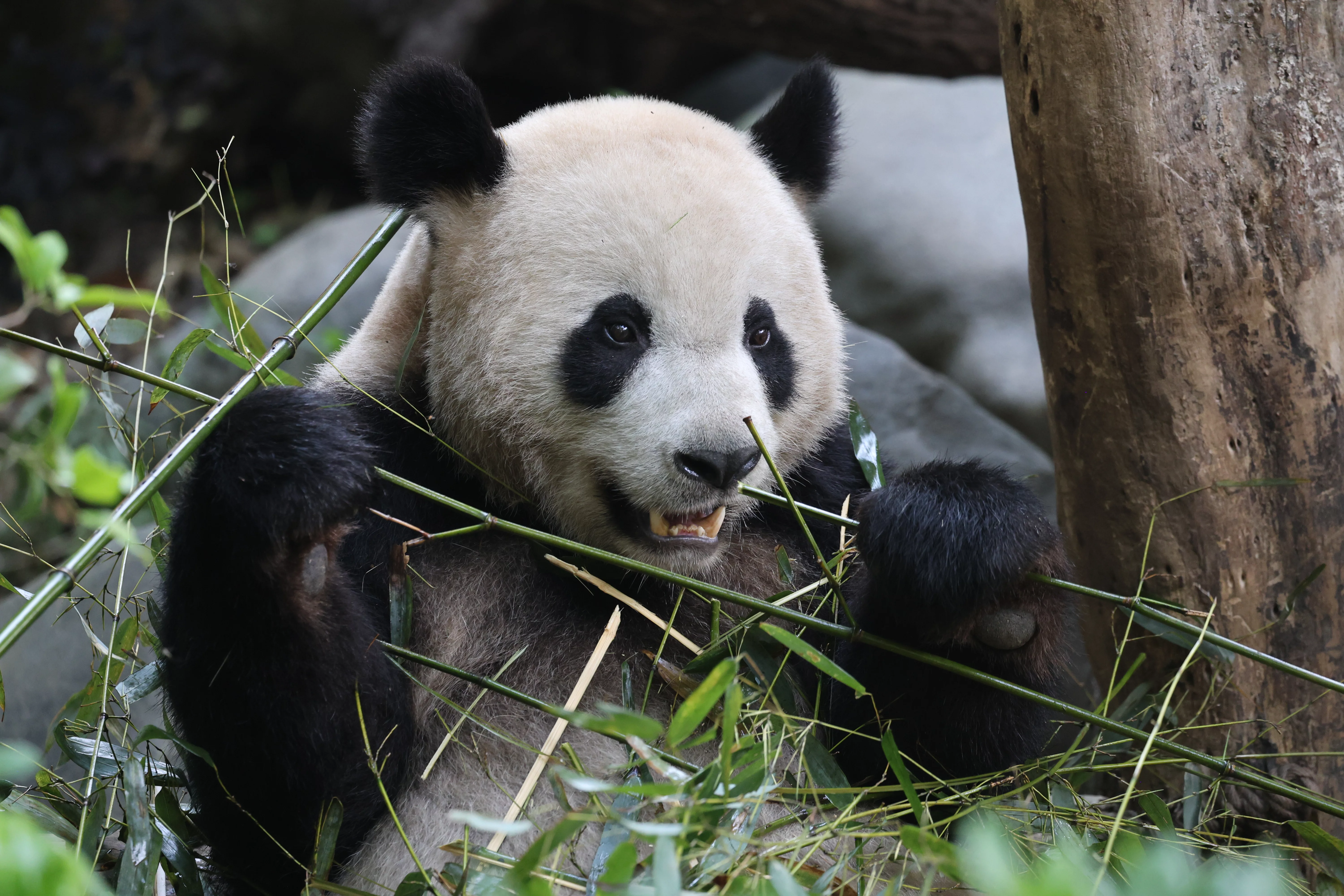 Chengdu Research Base of Giant Panda Breeding
