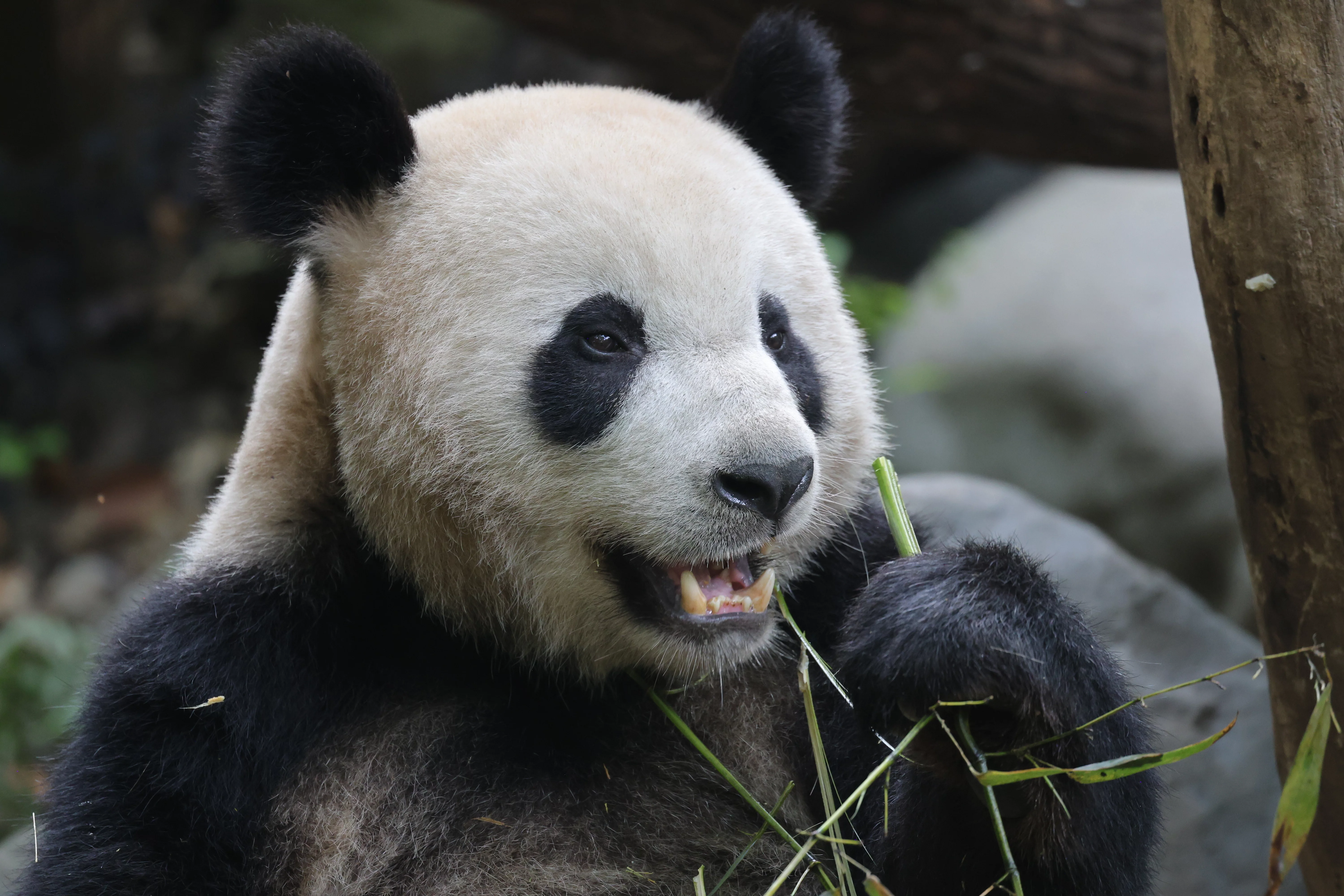 Chengdu Research Base of Giant Panda Breeding