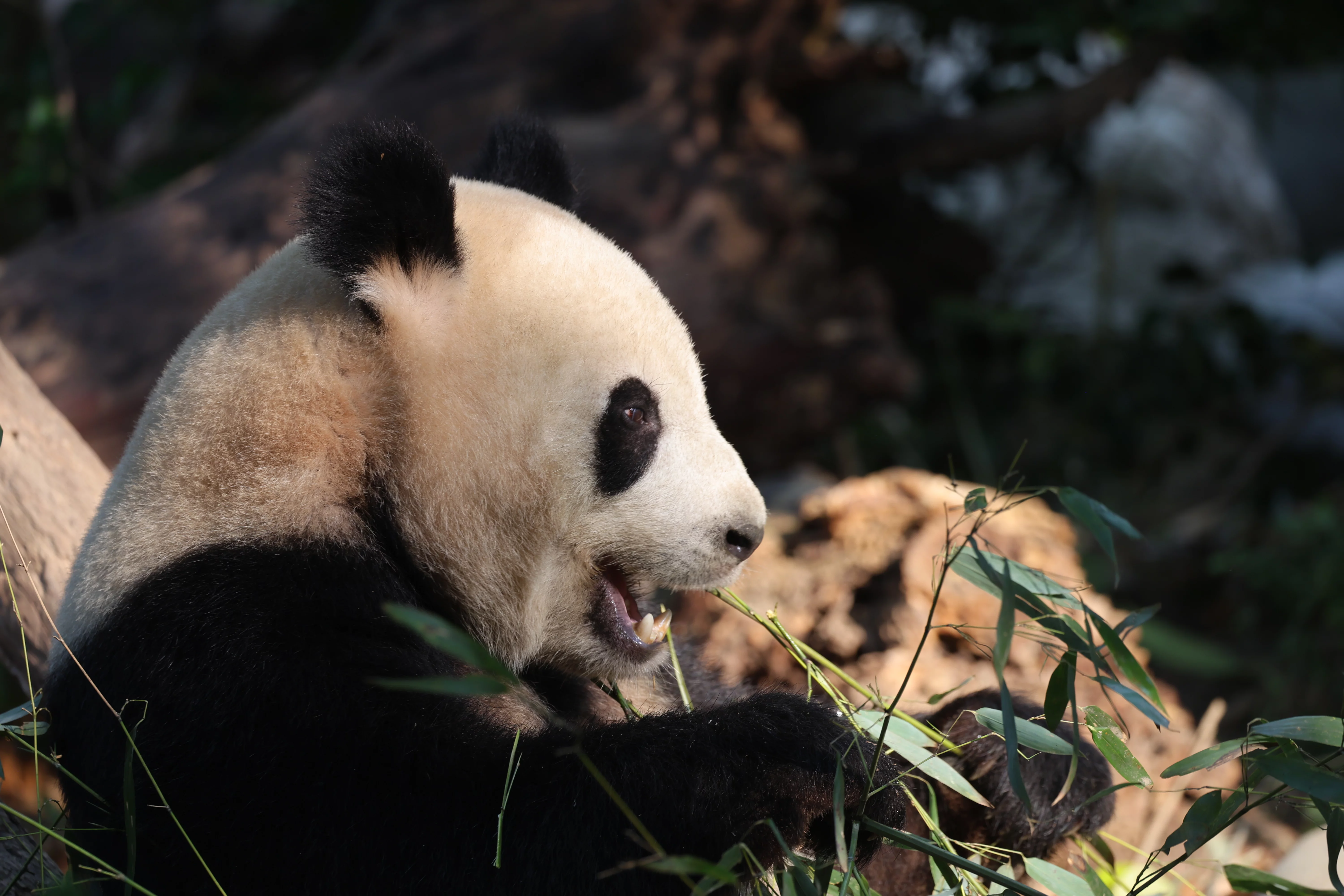 Chengdu Research Base of Giant Panda Breeding