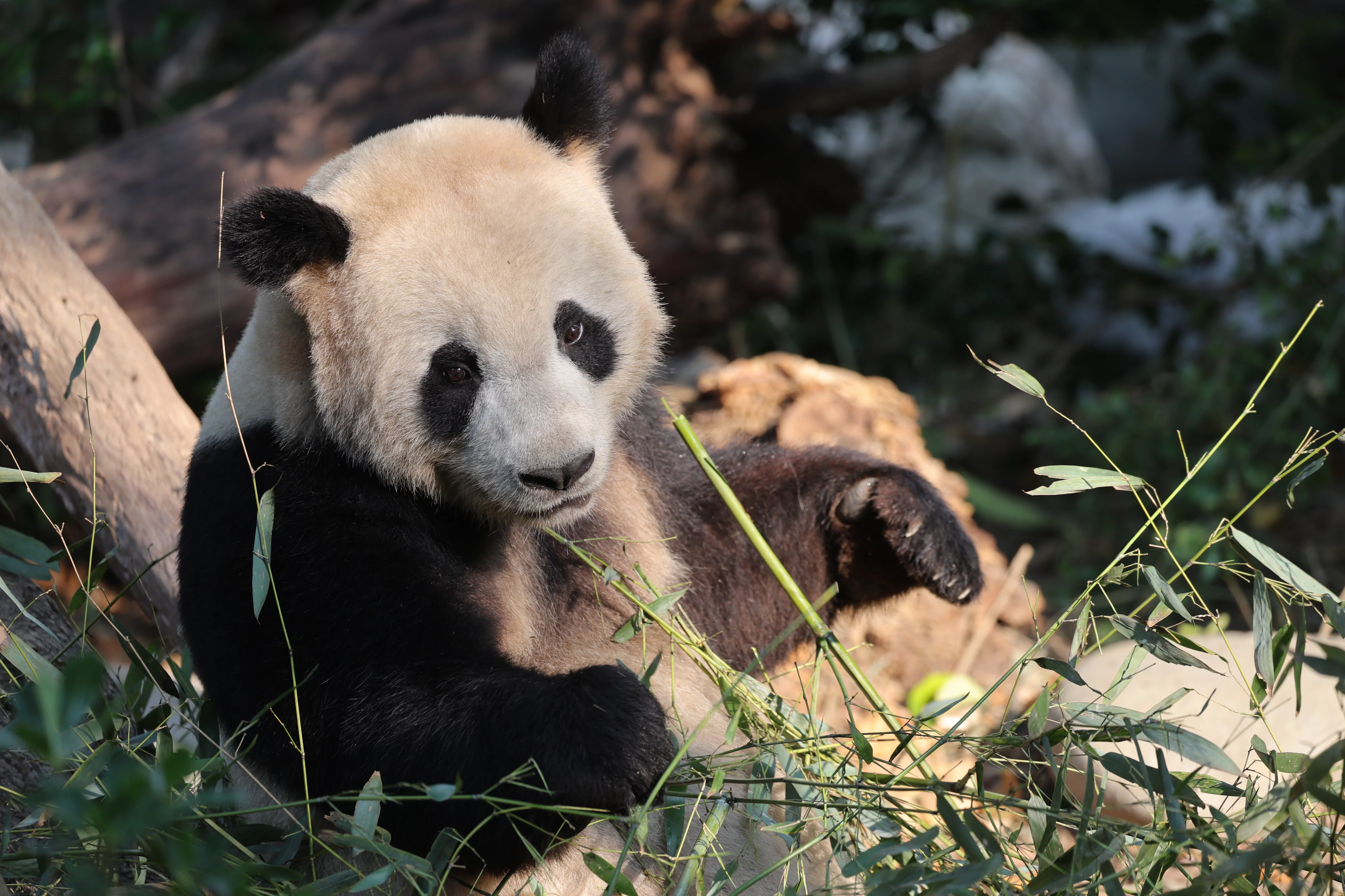 Chengdu Research Base of Giant Panda Breeding