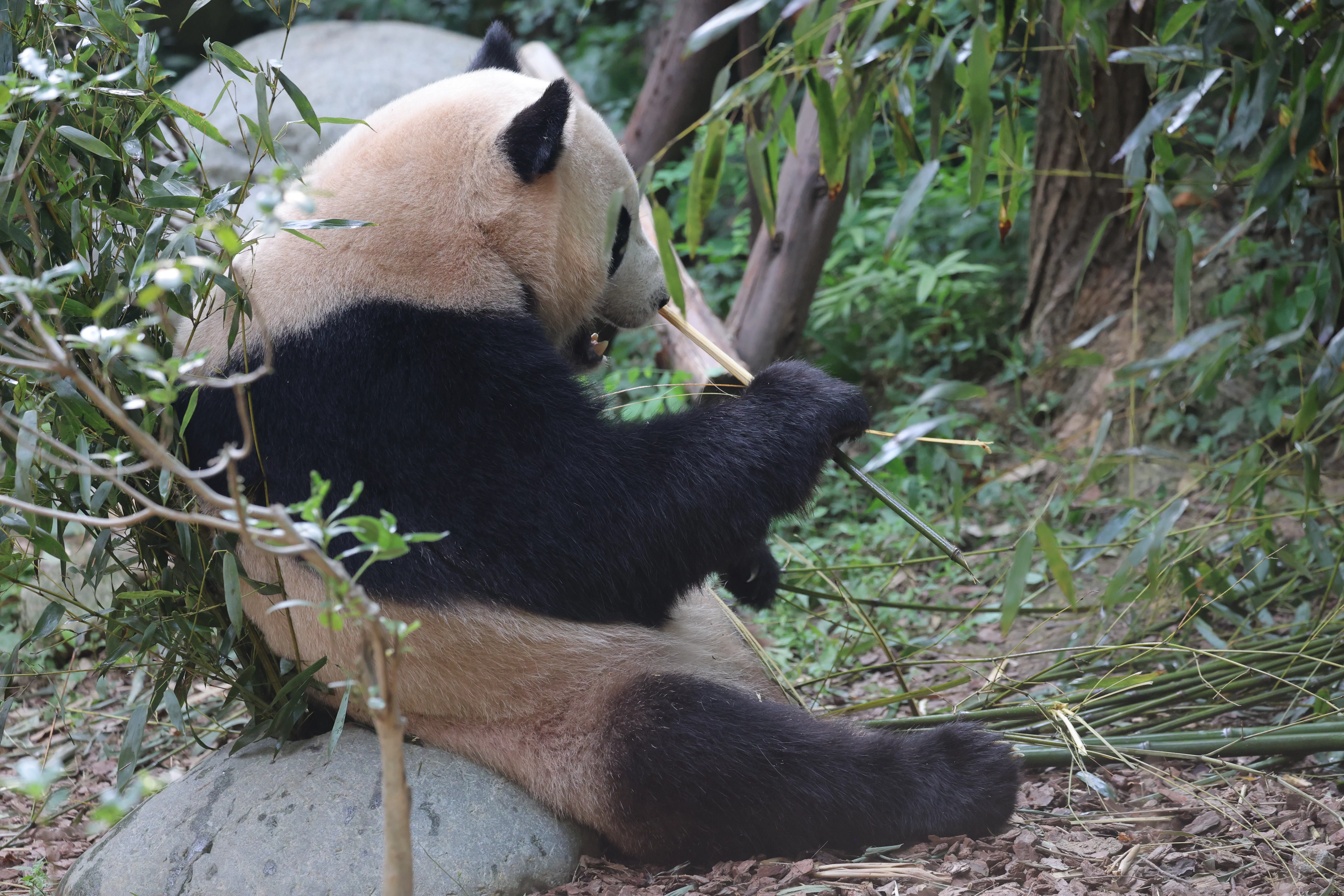 Chengdu Research Base of Giant Panda Breeding