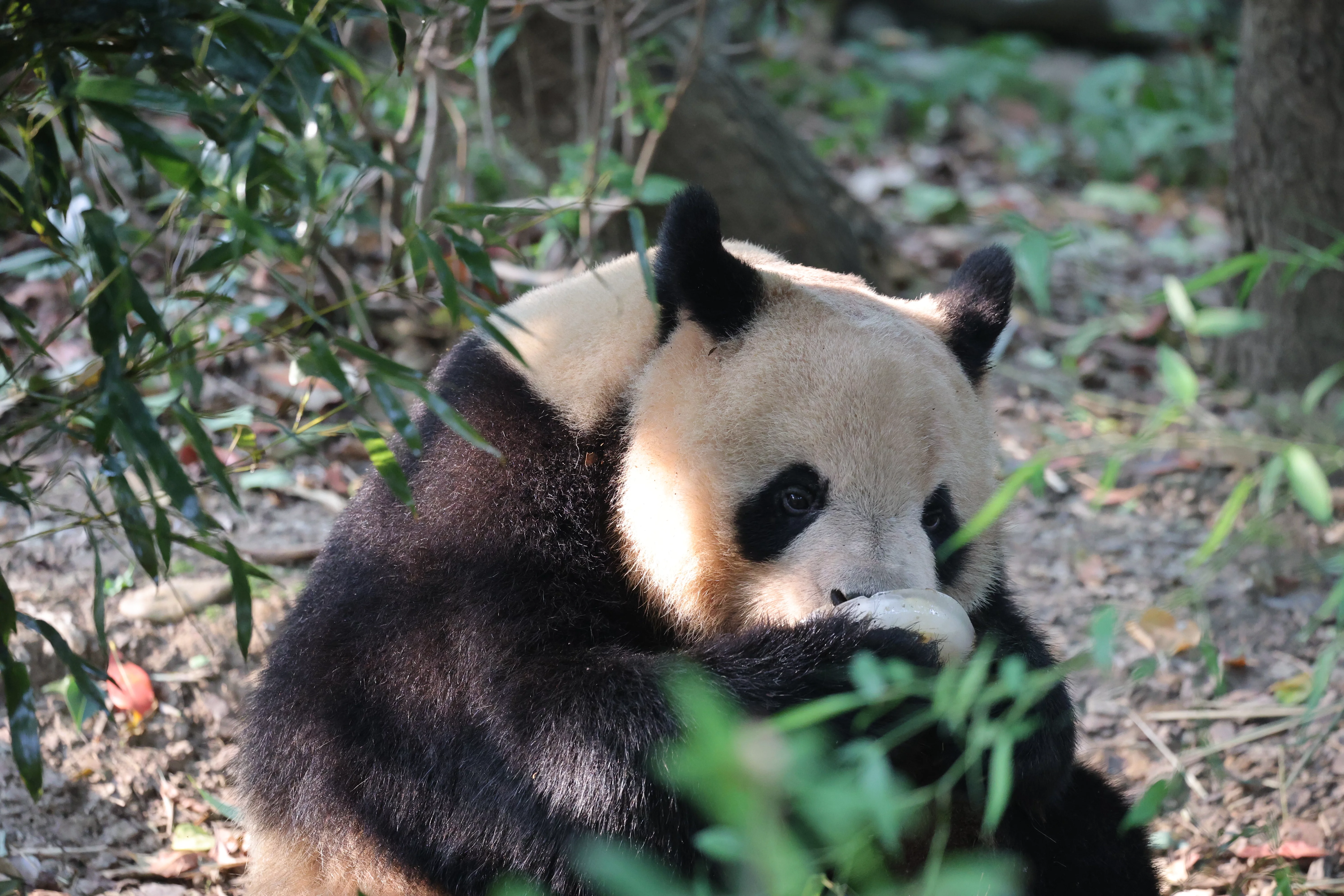 Chengdu Research Base of Giant Panda Breeding
