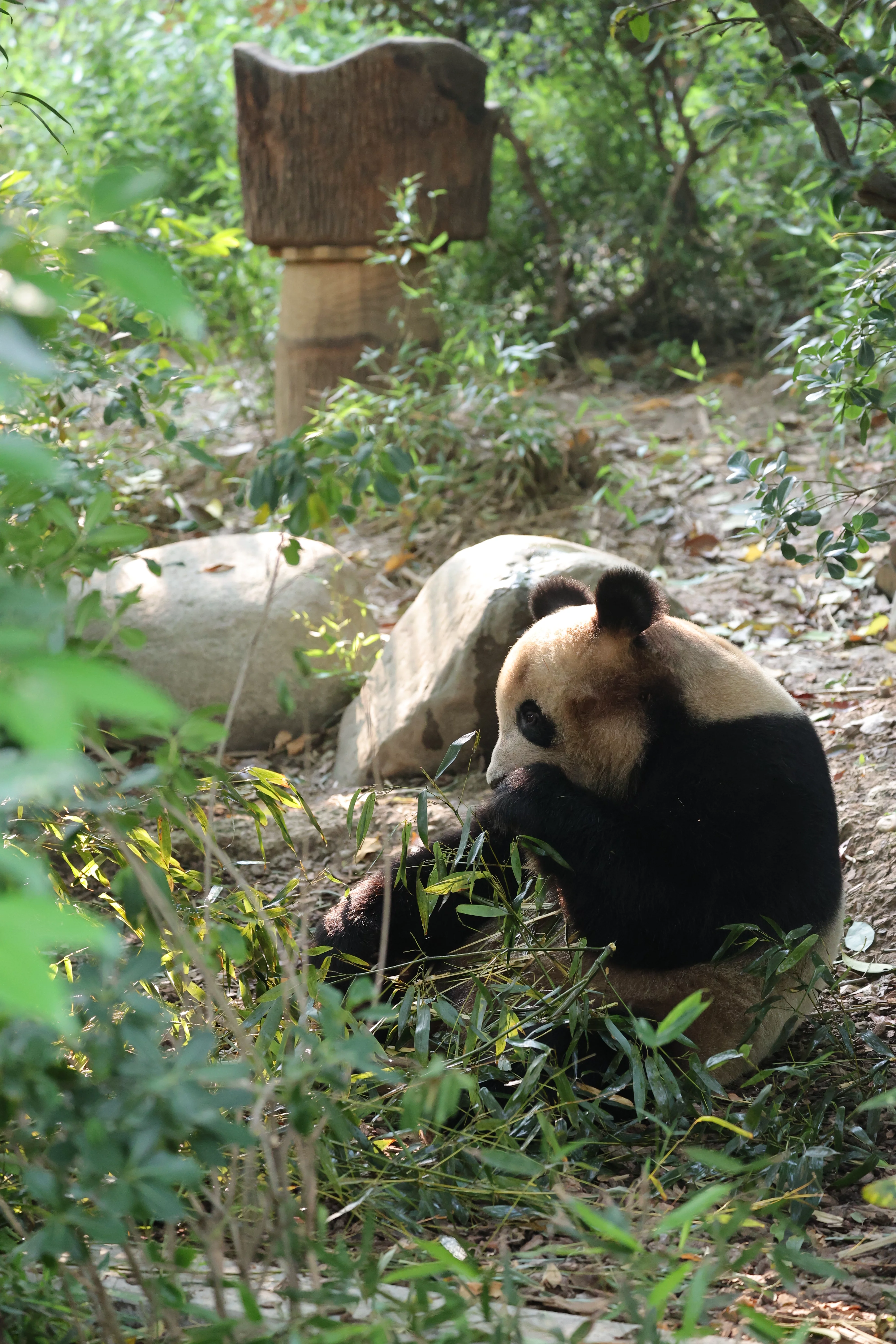 Chengdu Research Base of Giant Panda Breeding
