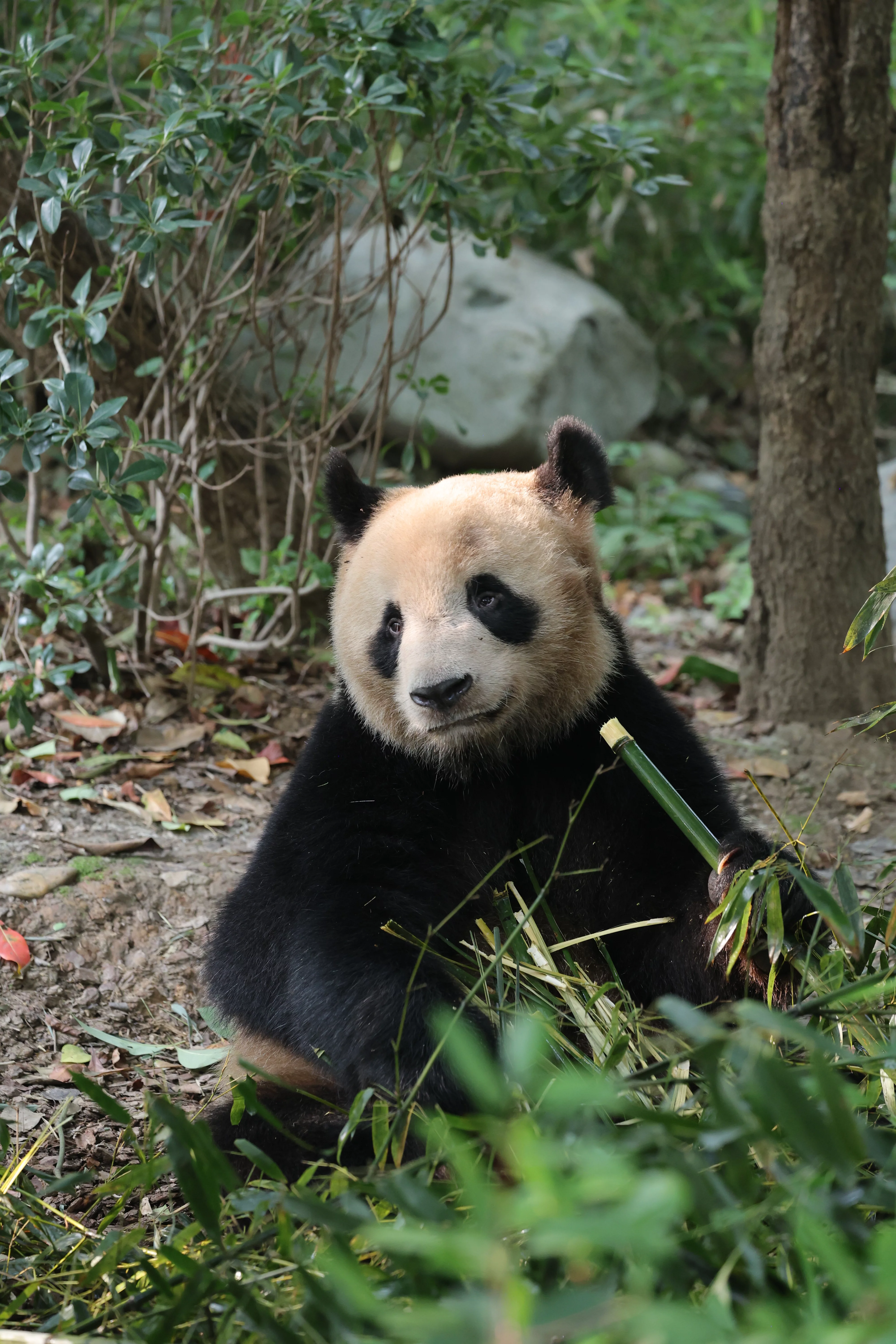 Chengdu Research Base of Giant Panda Breeding