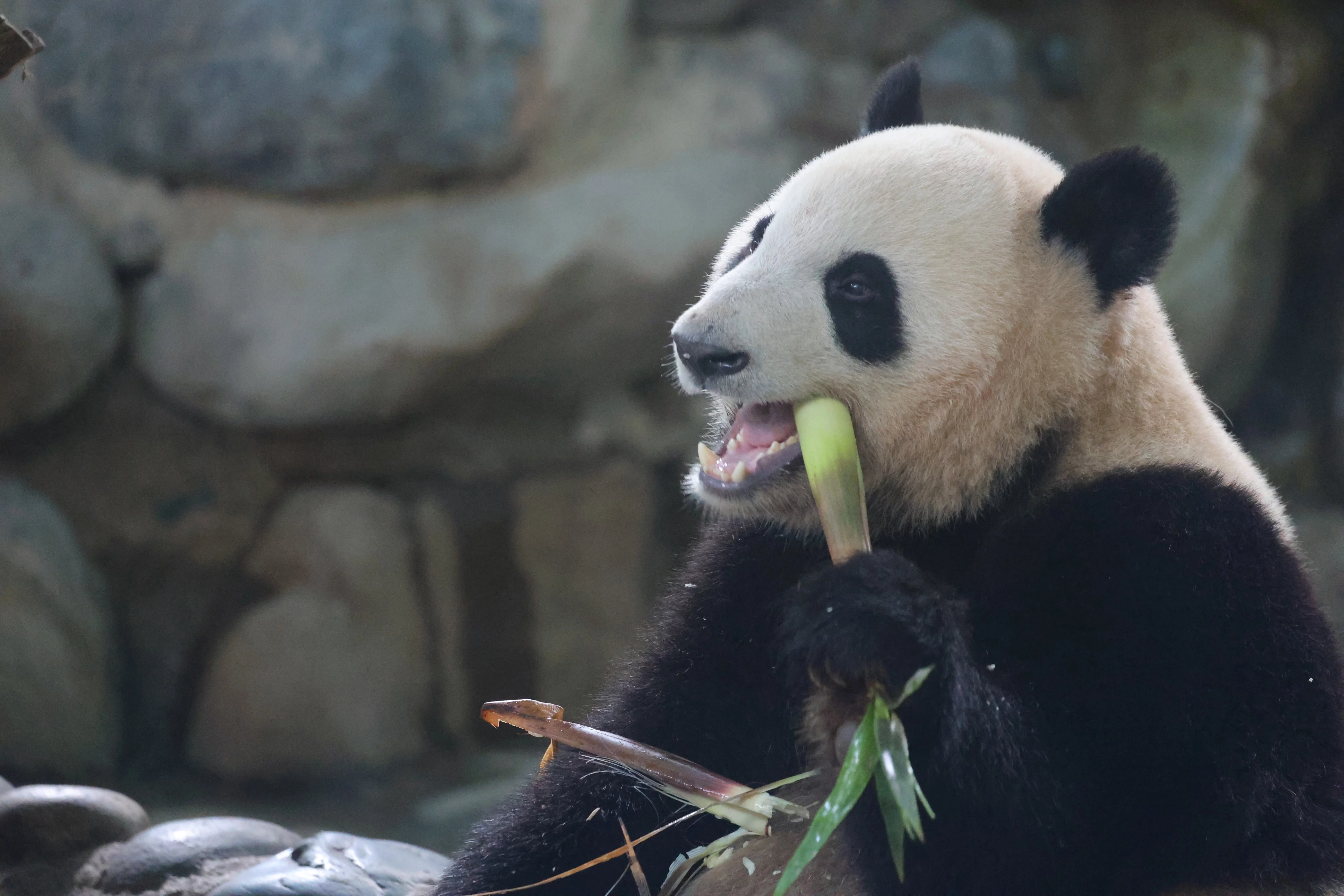 Chengdu Research Base of Giant Panda Breeding