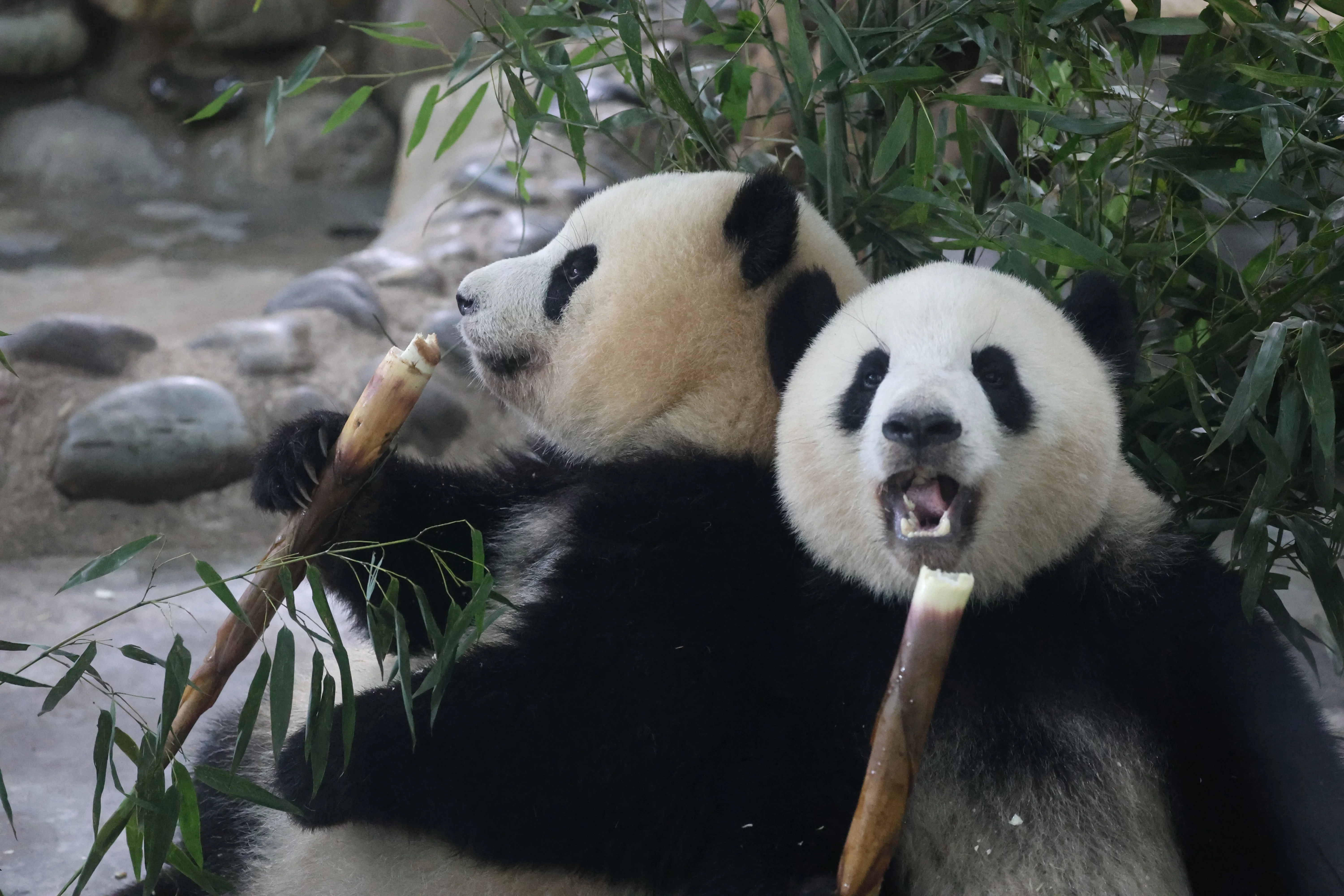 Chengdu Research Base of Giant Panda Breeding