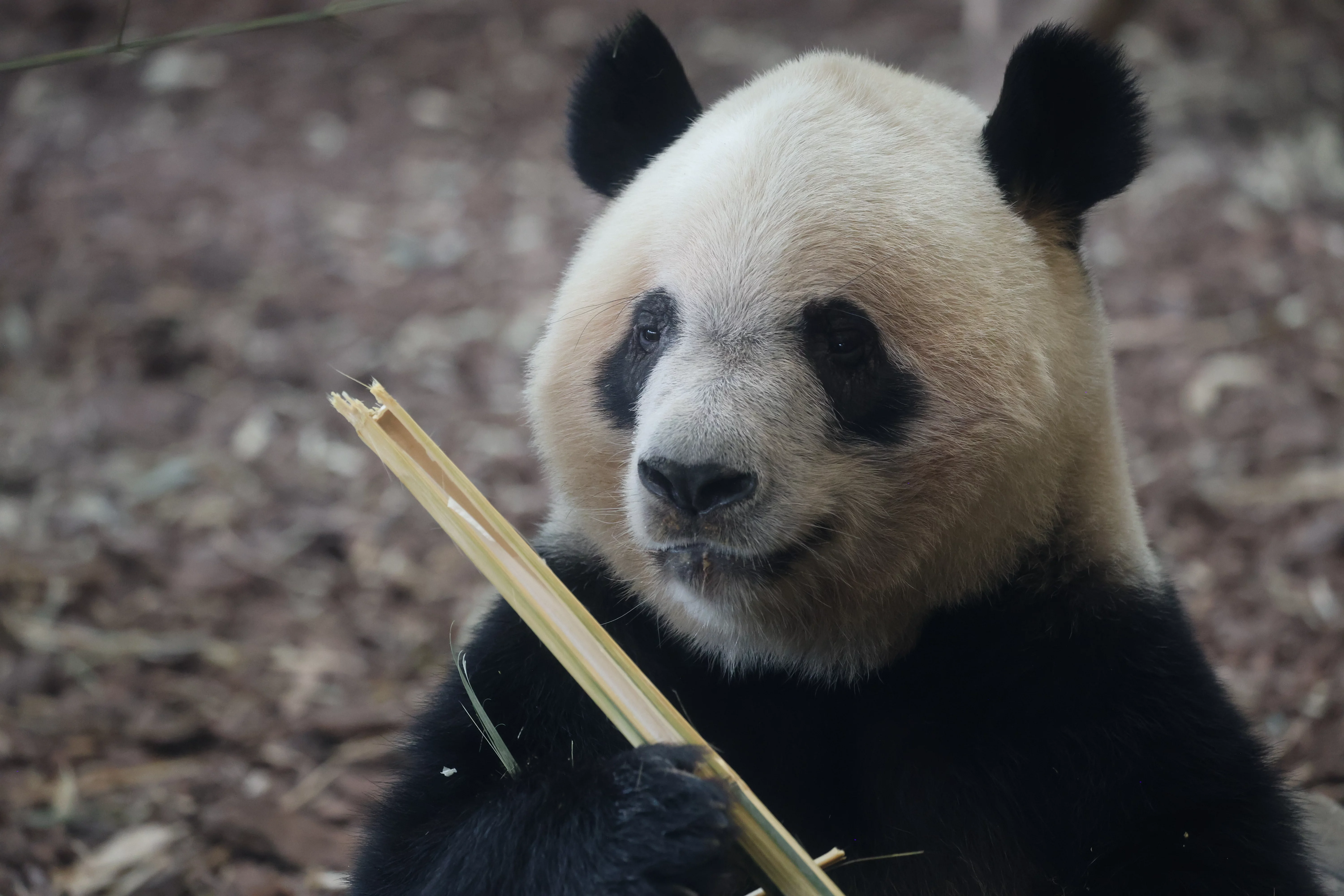 Chengdu Research Base of Giant Panda Breeding