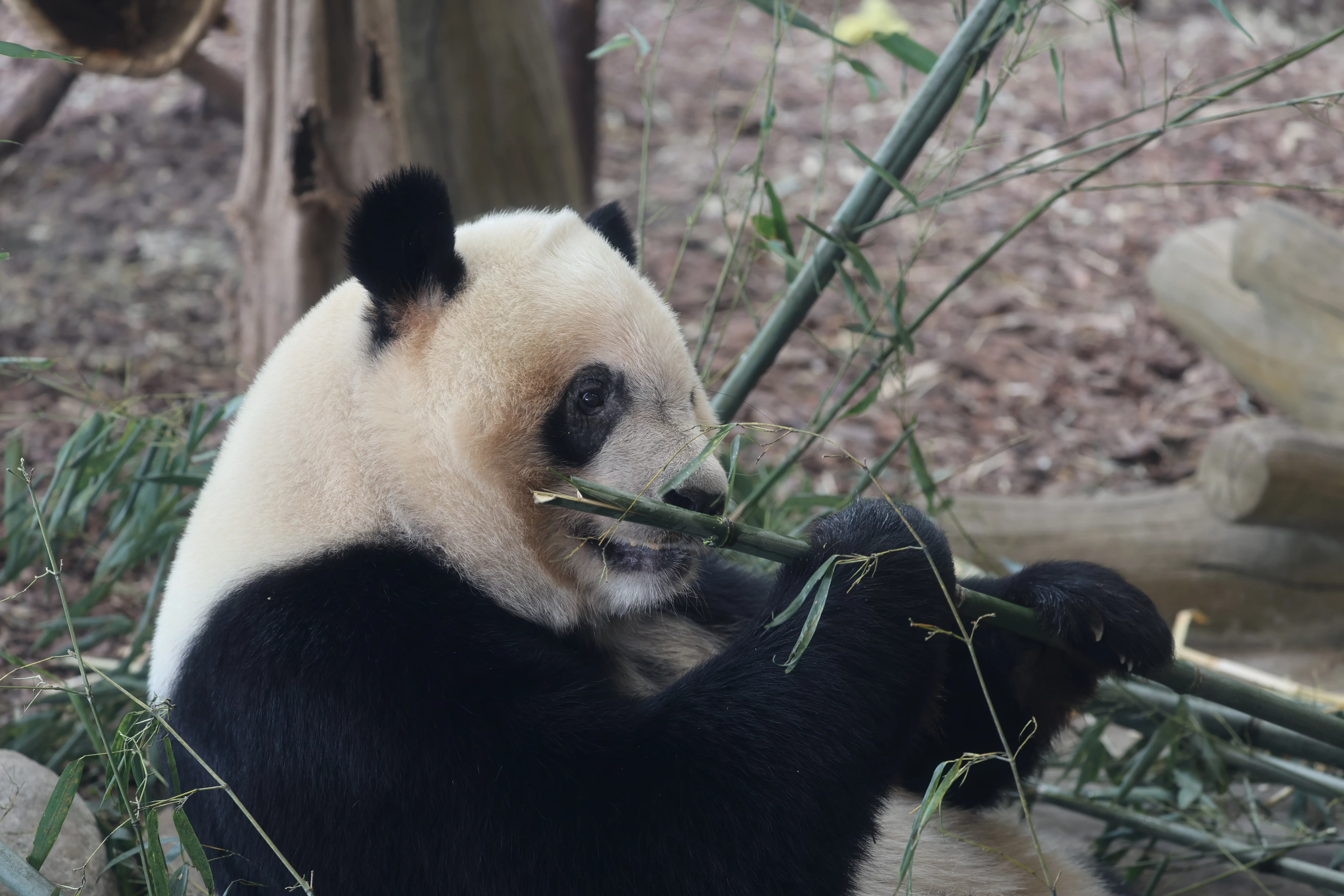 Chengdu Research Base of Giant Panda Breeding