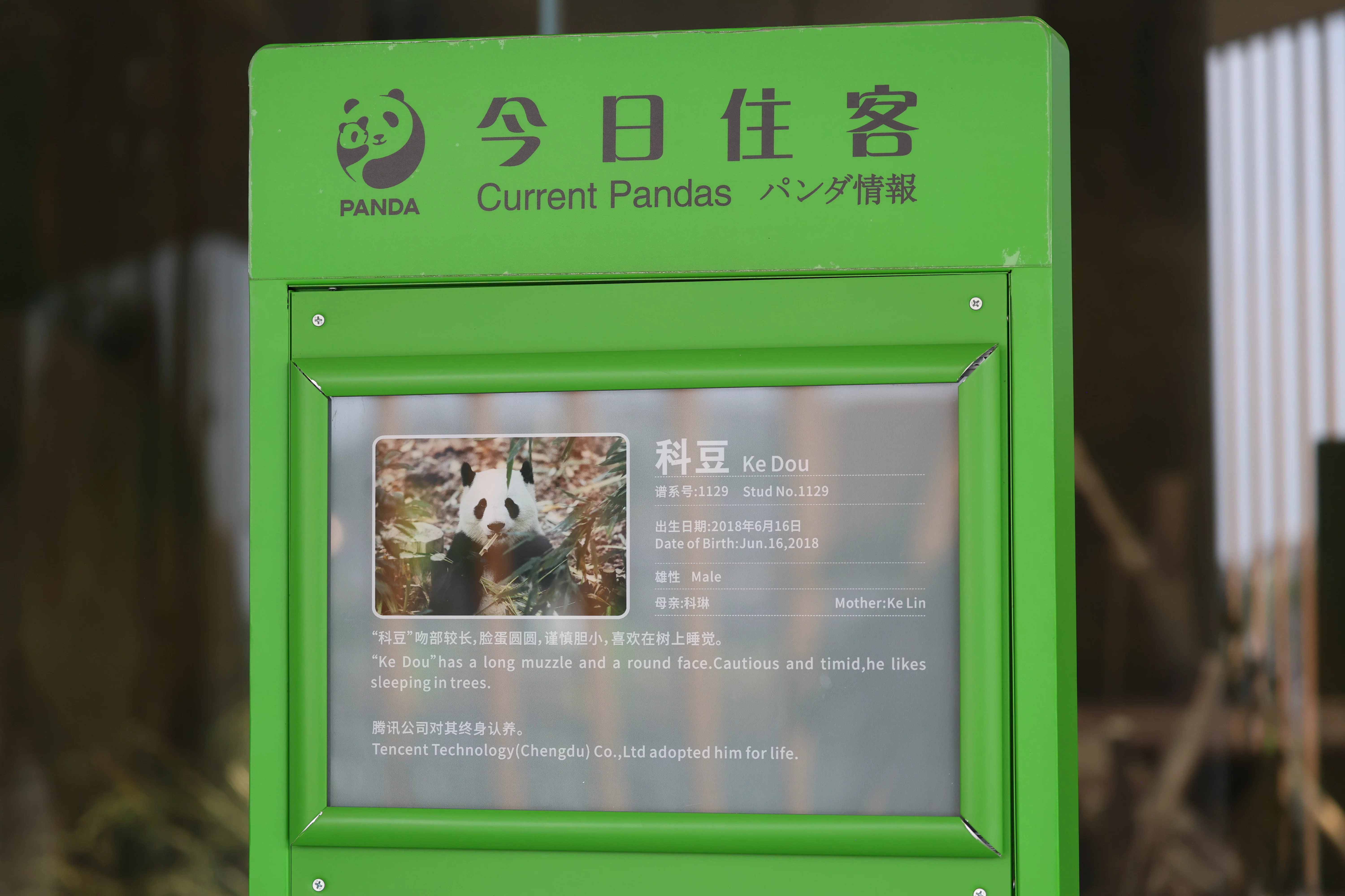Chengdu Research Base of Giant Panda Breeding