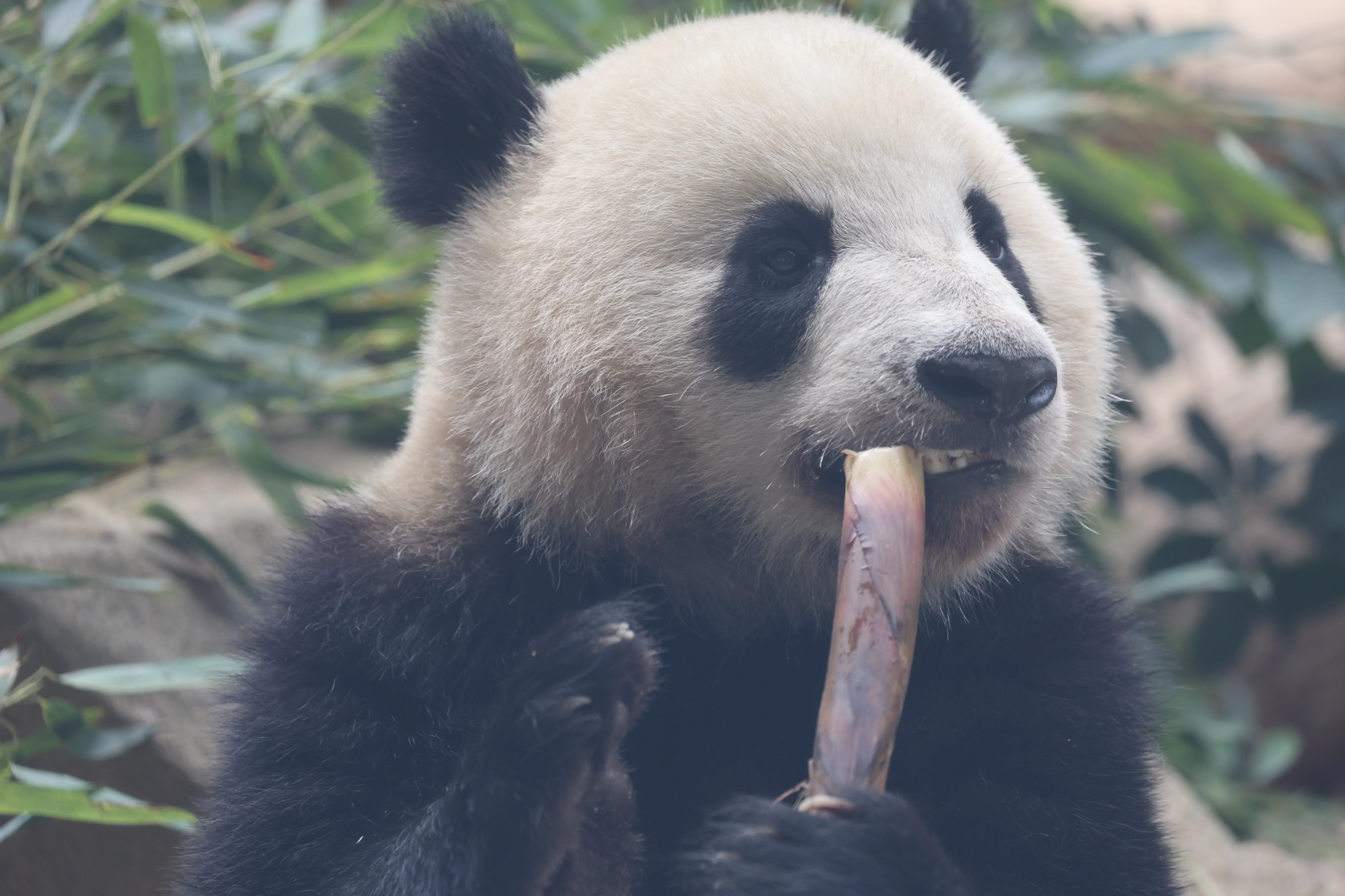 Chengdu Research Base of Giant Panda Breeding